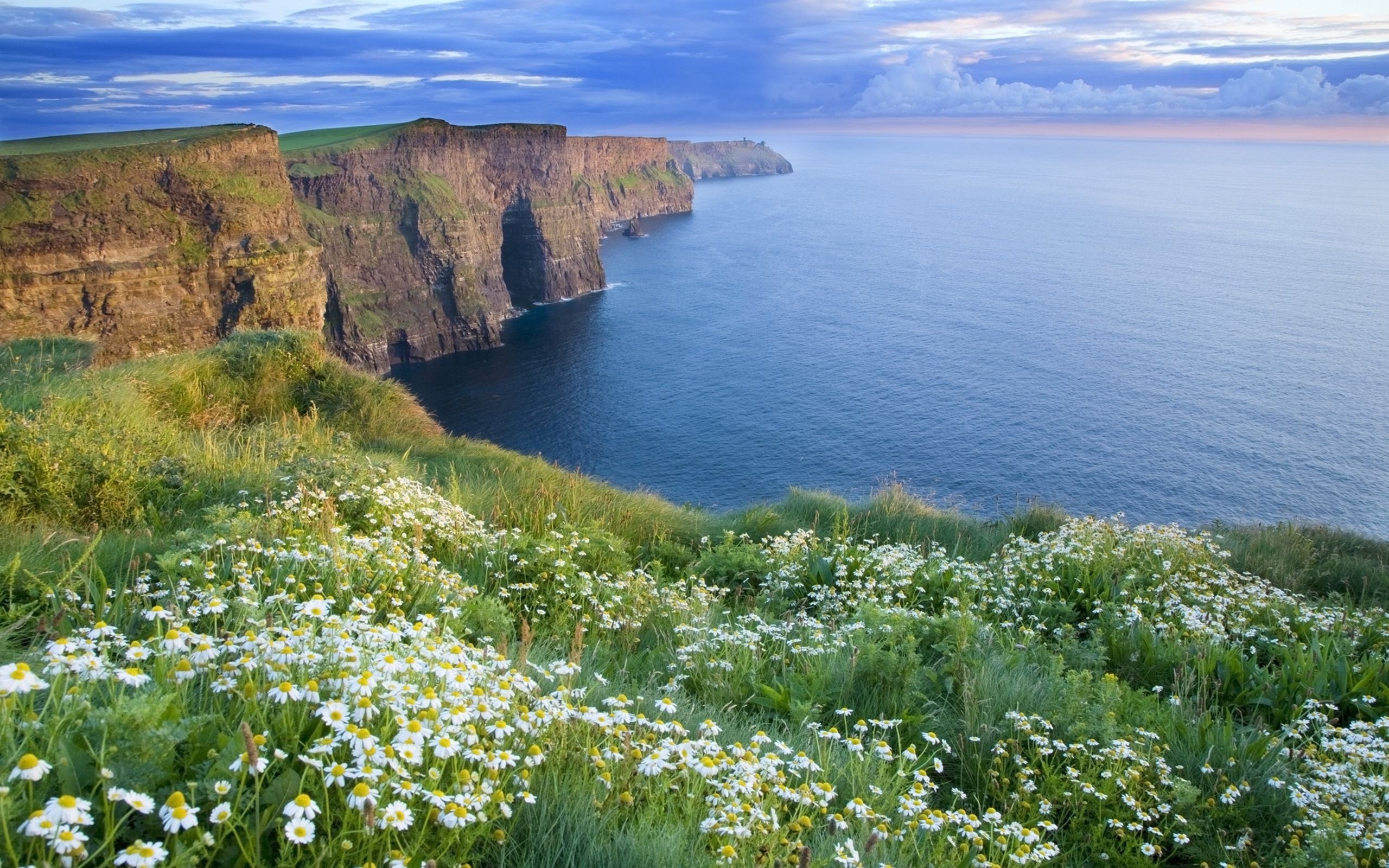Cliffs of Moher with wildflowers and the Atlantic Ocean HD Wallpaper