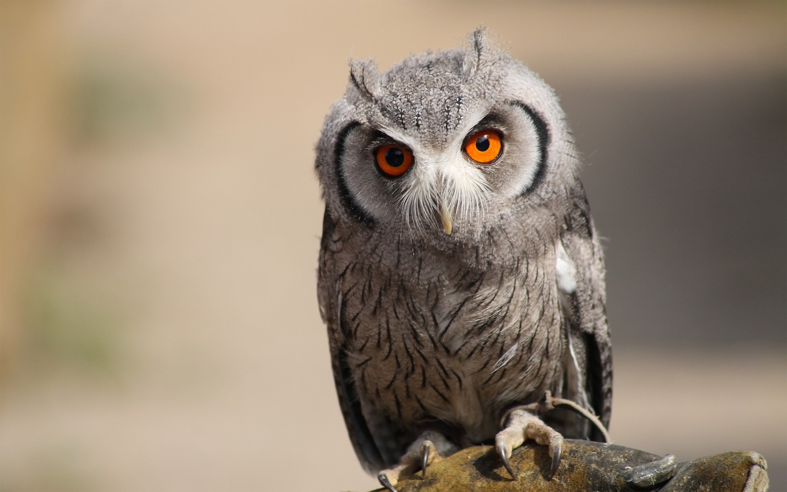 Close up of a Southern White-Faced Owl with bright orange eyes HD Wallpaper