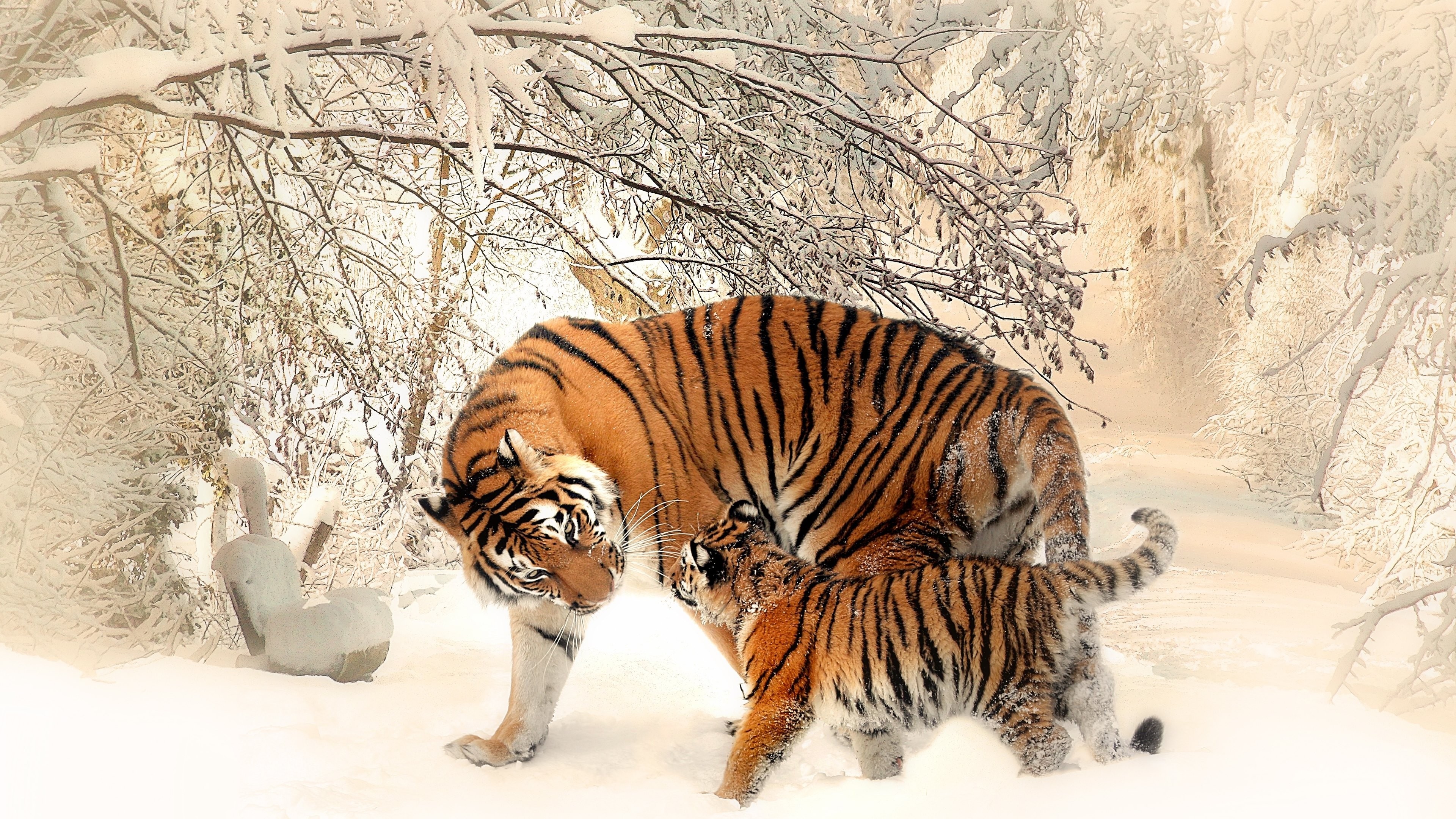 Mother and cub tigers in a snowy forest HD Wallpaper