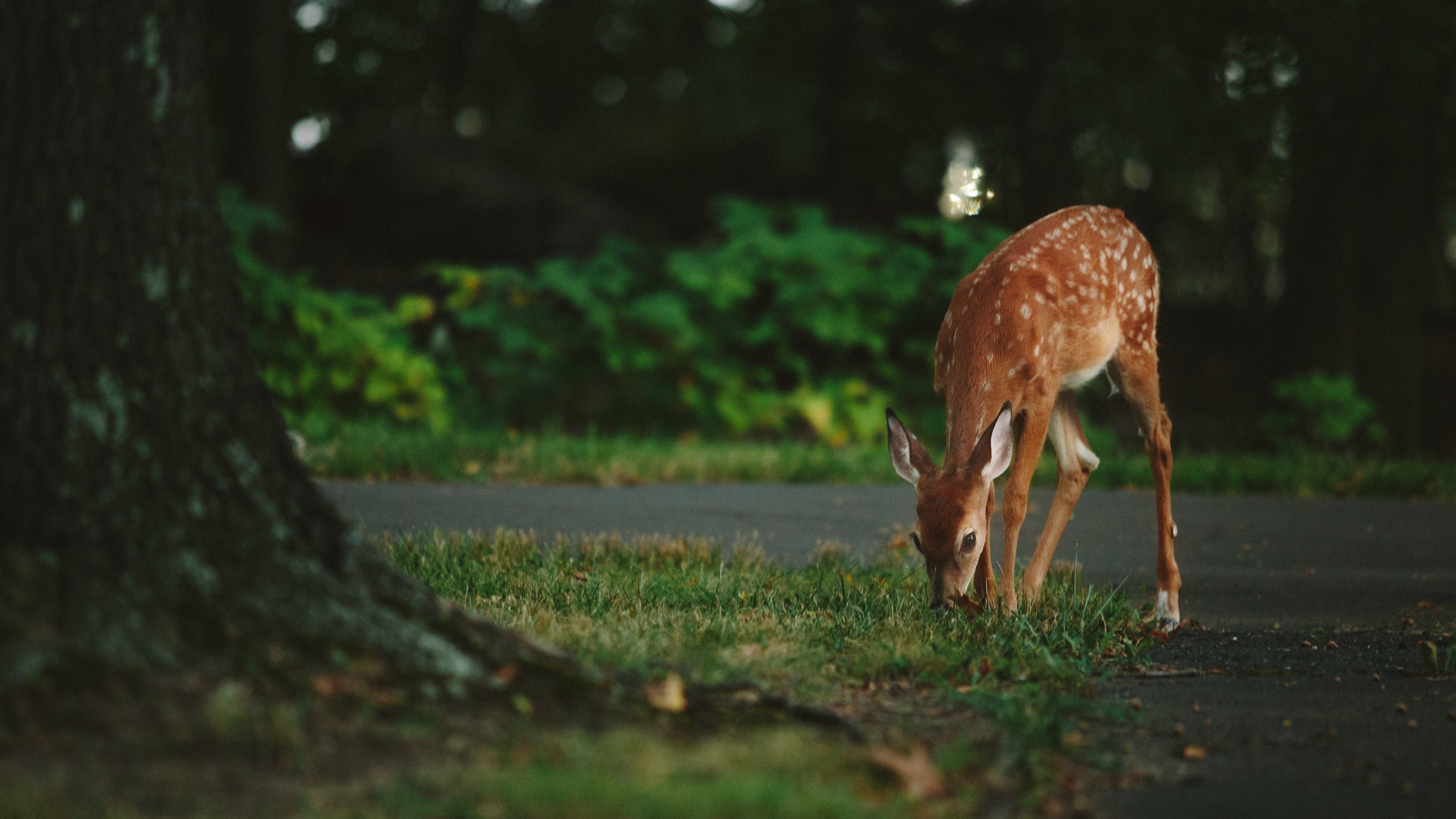 Fawn grazing on grass near a tree HD Wallpaper