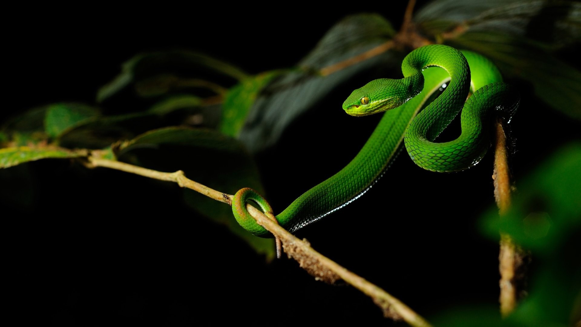 Green viper snake coiled on a branch HD Wallpaper