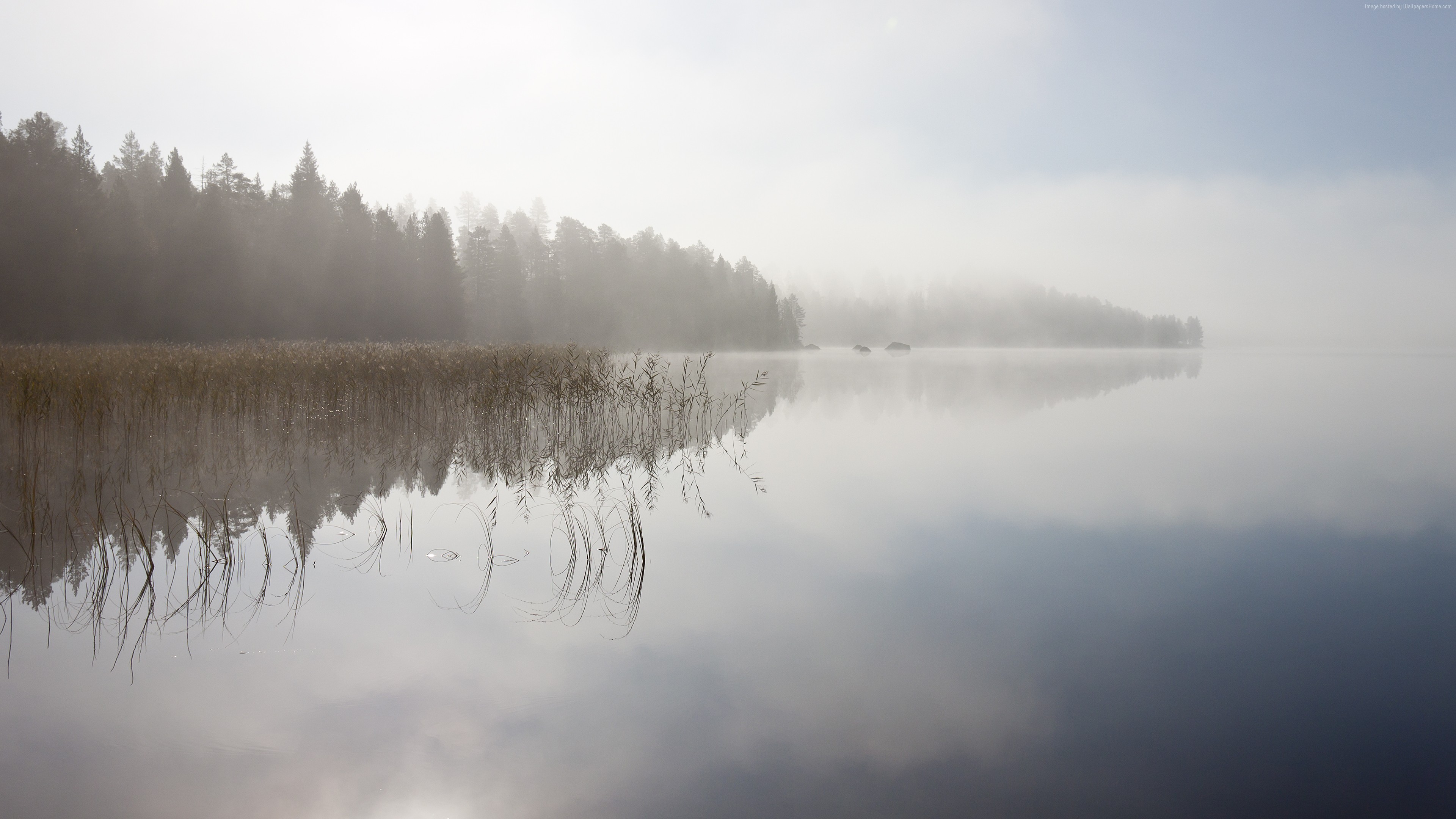 Misty lake with trees and reeds HD Wallpaper