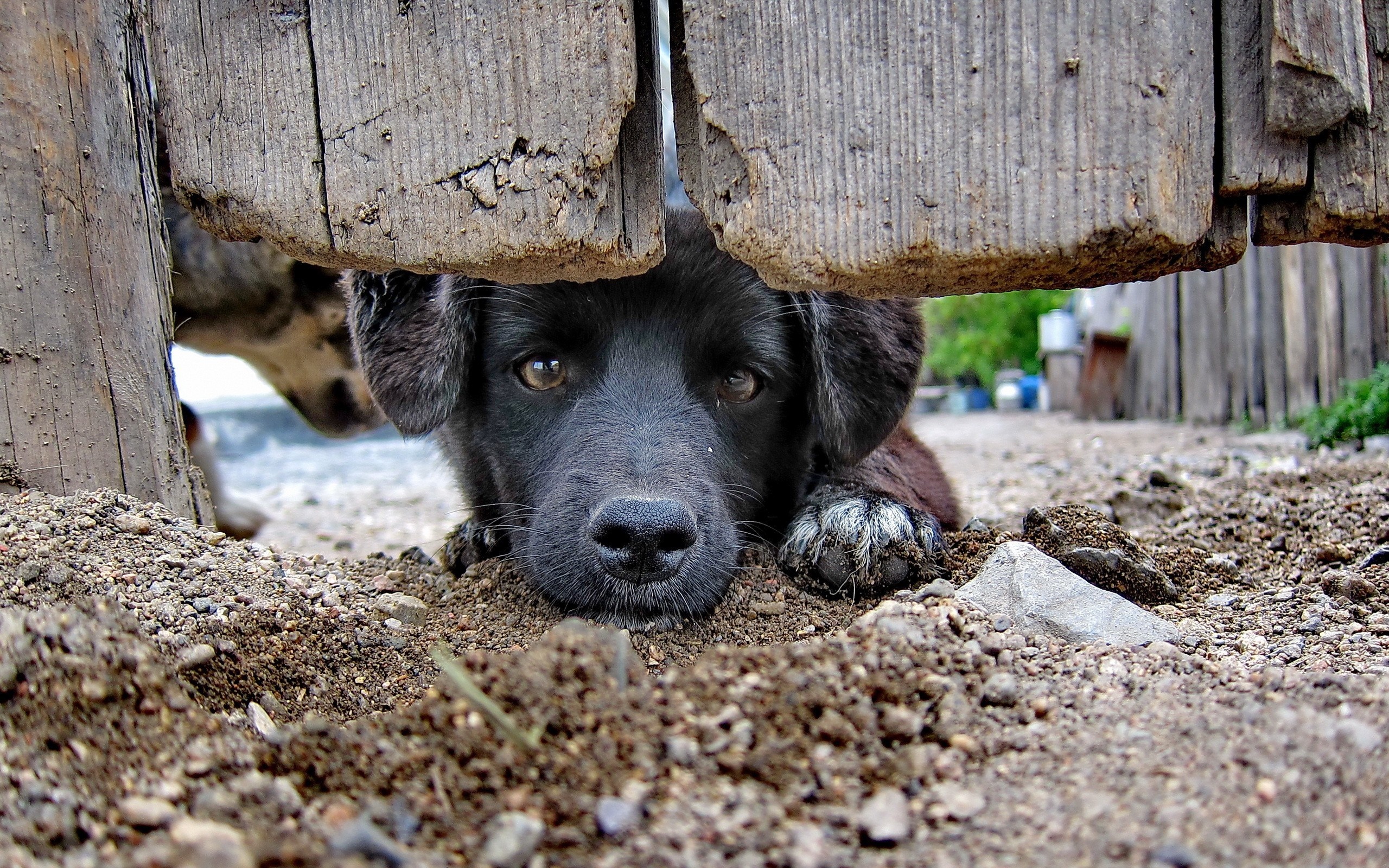 Black puppy peeking through a wooden fence HD Wallpaper