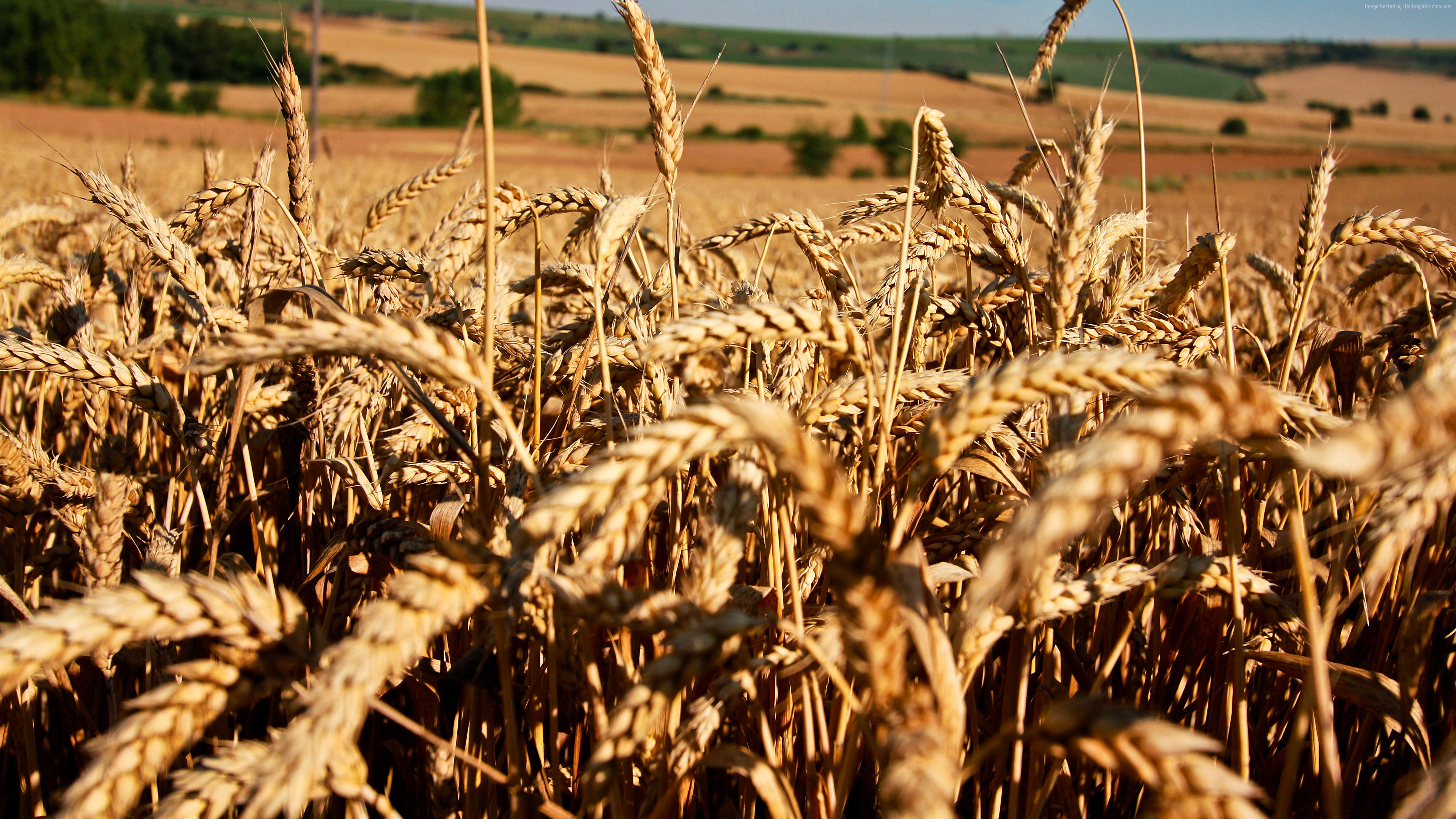 wheat, Meadows, 4k, 5k, field HD Wallpaper