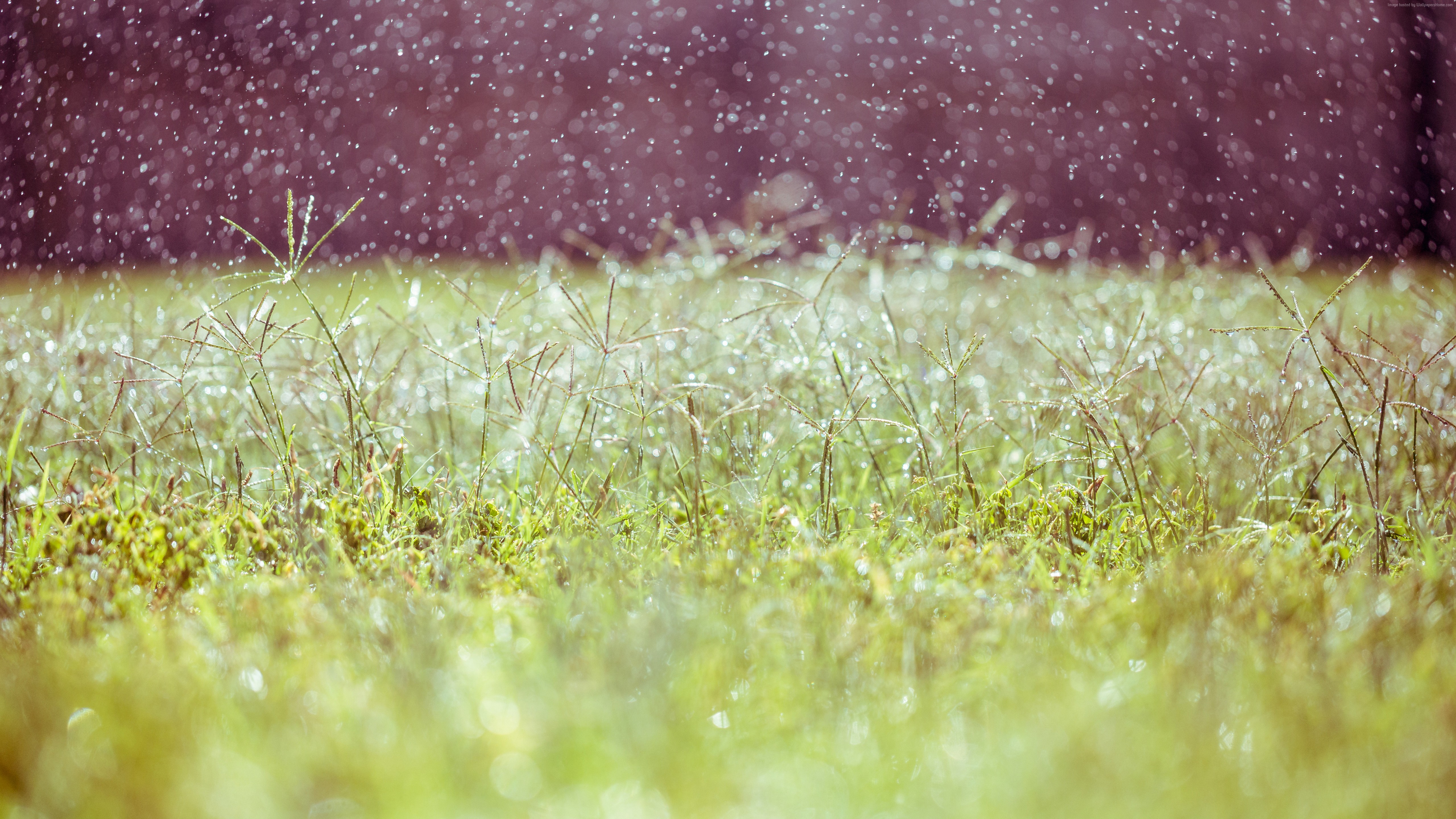 Rain falling on grass and wildflowers HD Wallpaper