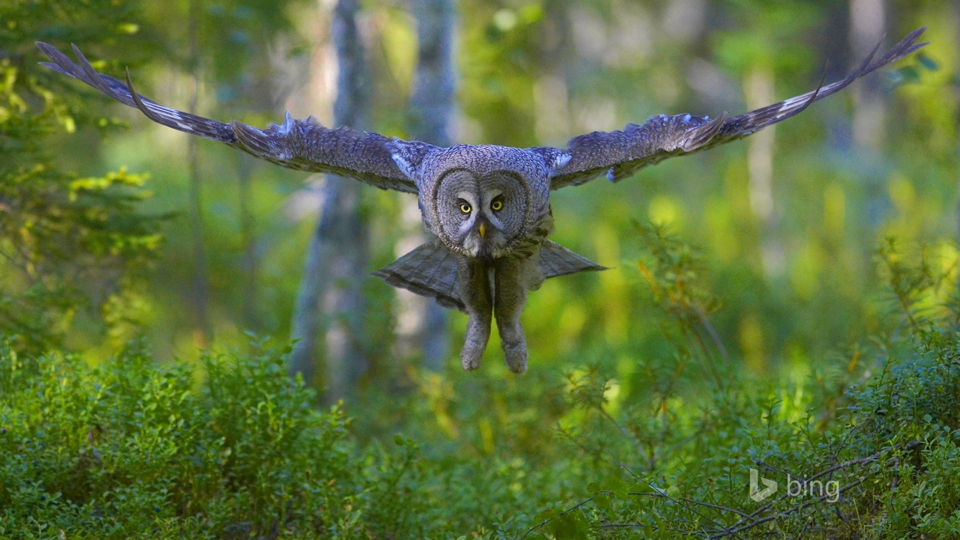 Great Grey Owl in flight over a forest floor HD Wallpaper