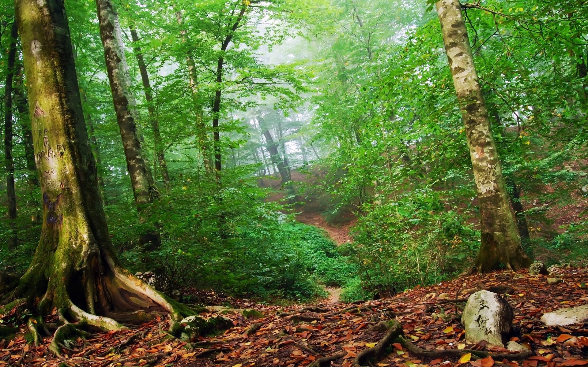 A foggy forest path with fallen leaves HD Wallpaper