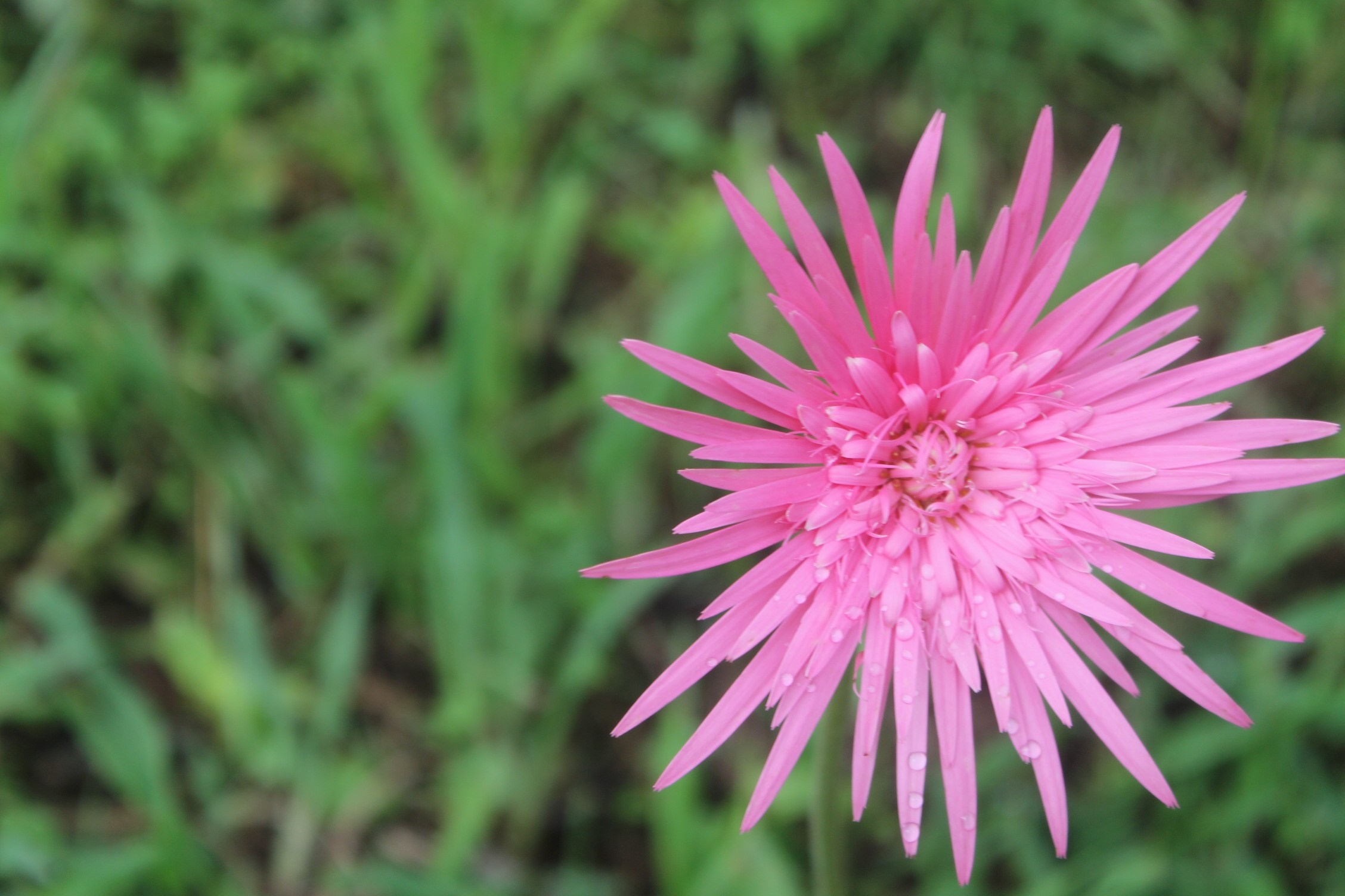 Pink Gerbera Daisy with Water Droplets HD Wallpaper