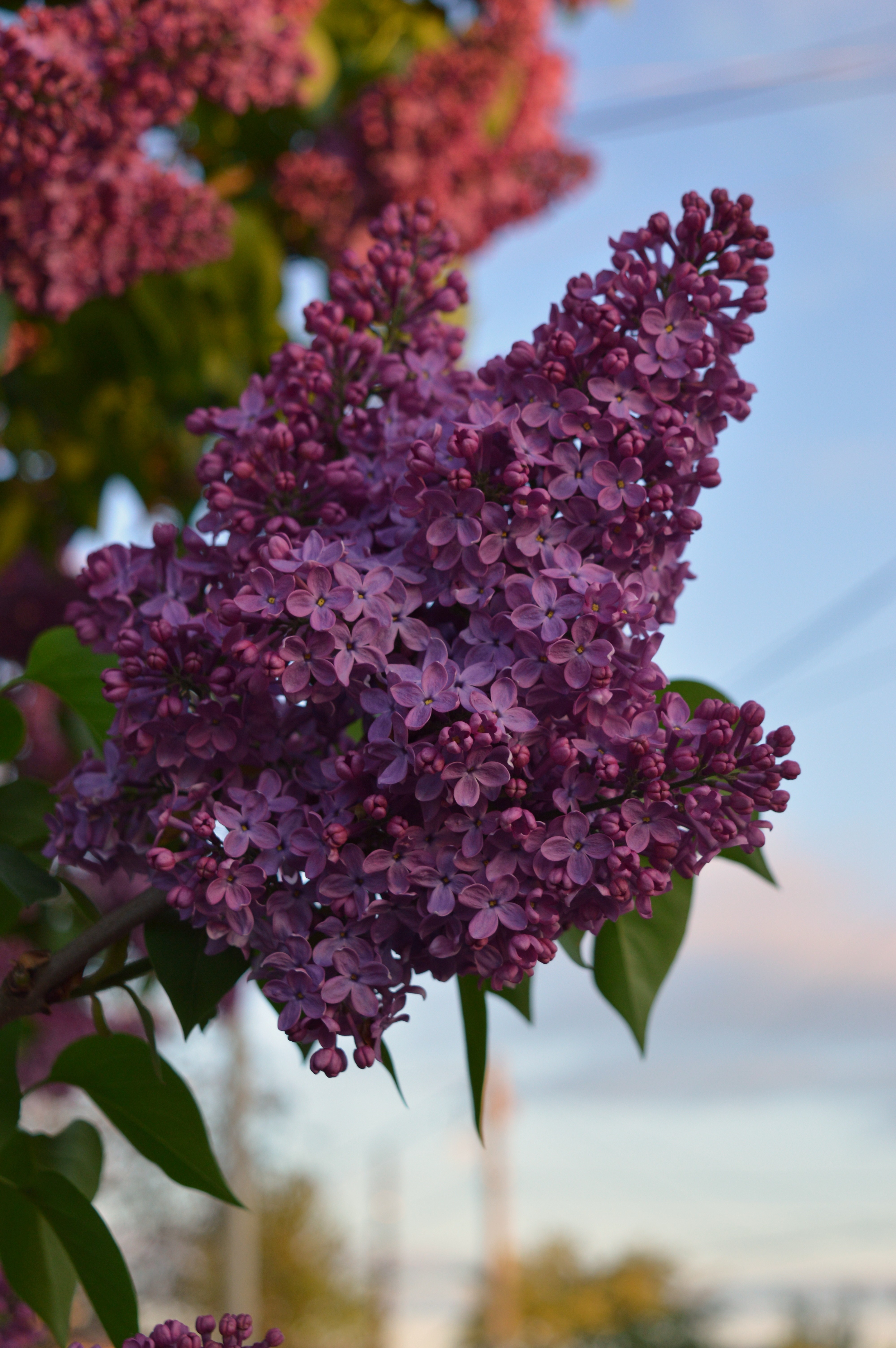 Purple lilac flowers on a branch with green leaves HD Wallpaper