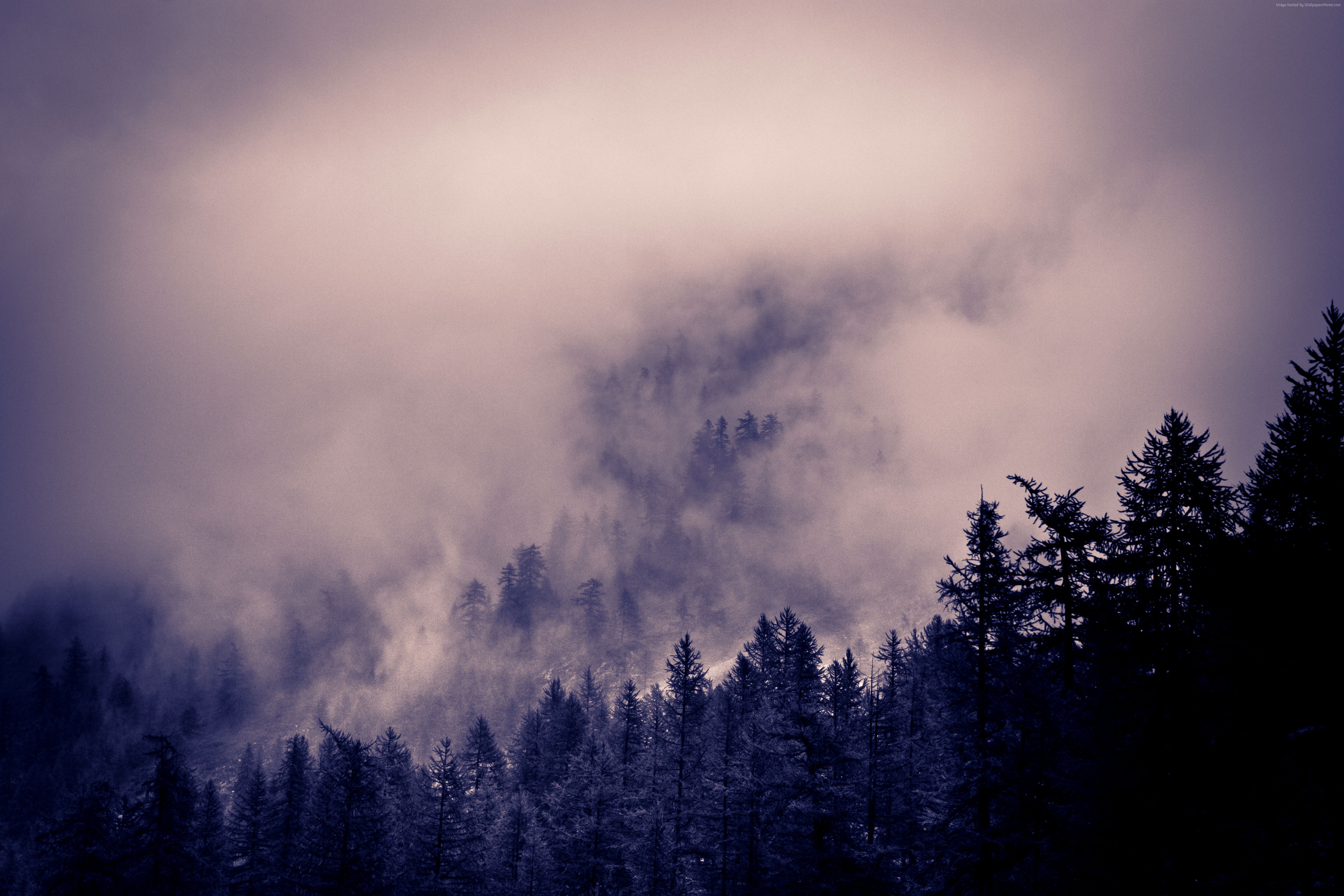 Misty Forest with Pine Trees HD Wallpaper