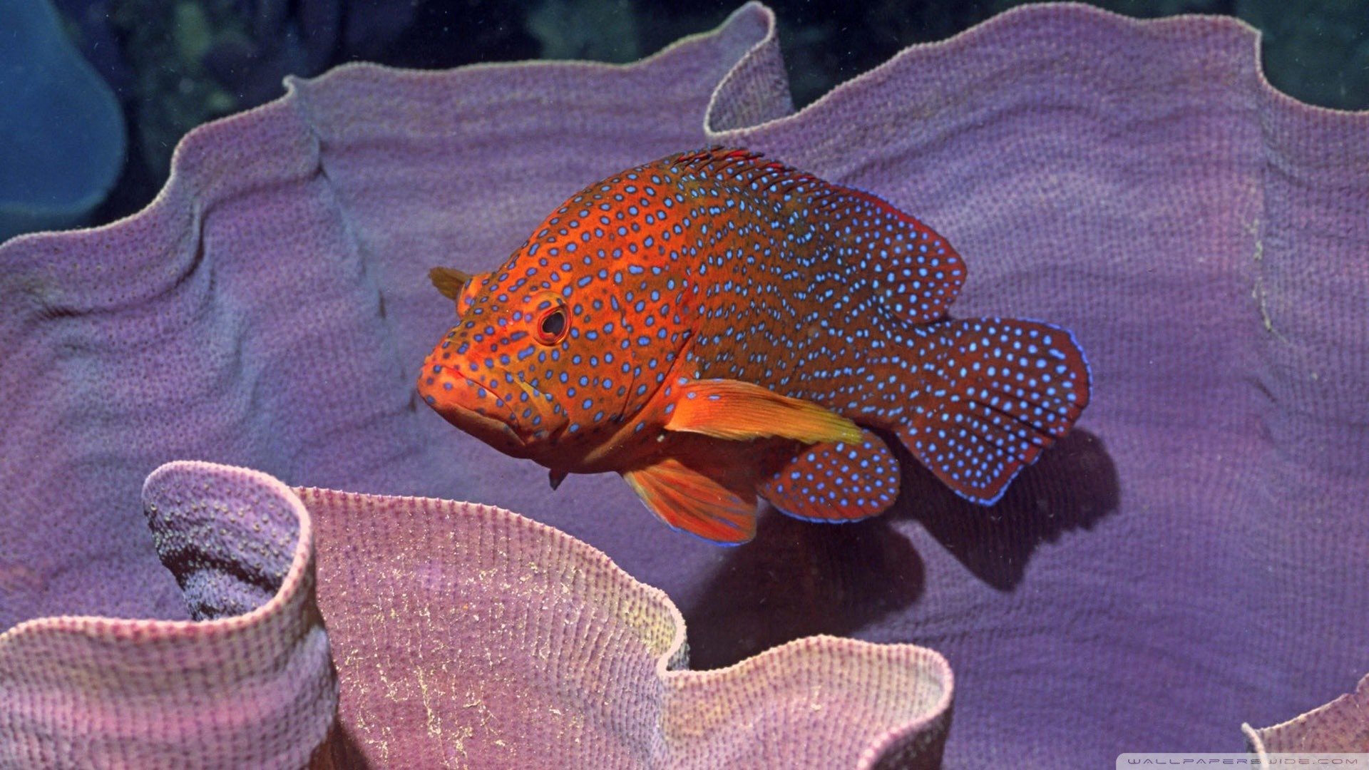 Coral Grouper Fish on Purple Coral HD Wallpaper