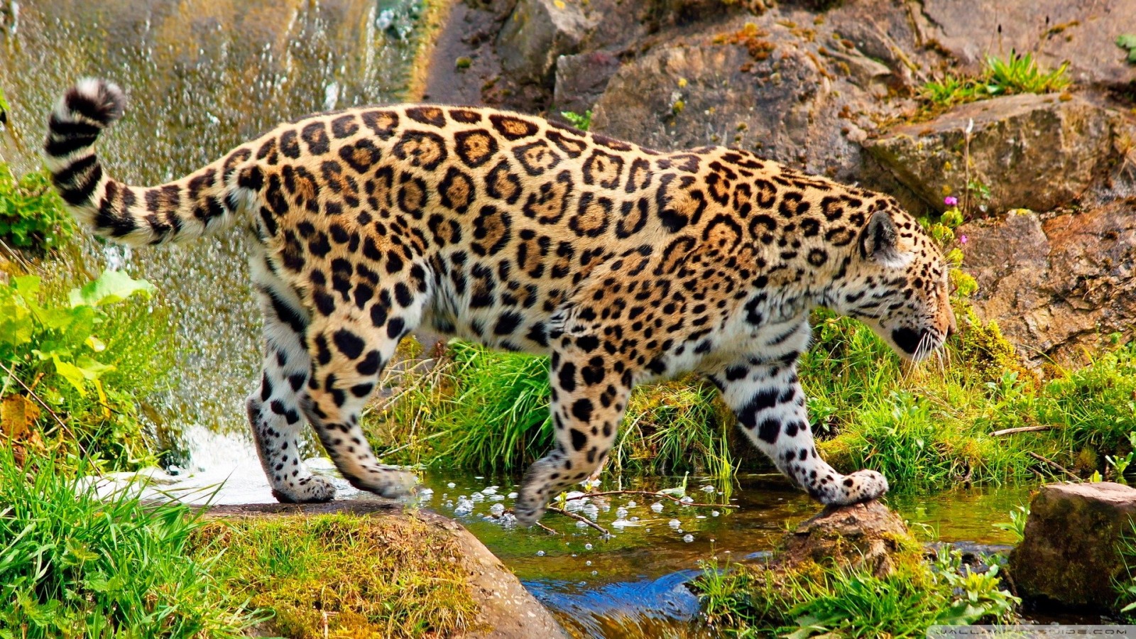 Animals Nature Jaguar Big Cats HD Wallpaper Rare Gallery