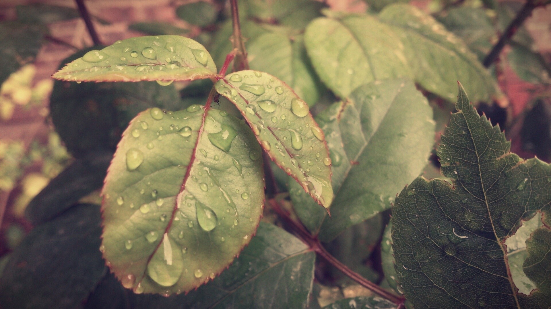 Close up of wet green leaves with water droplets HD Wallpaper