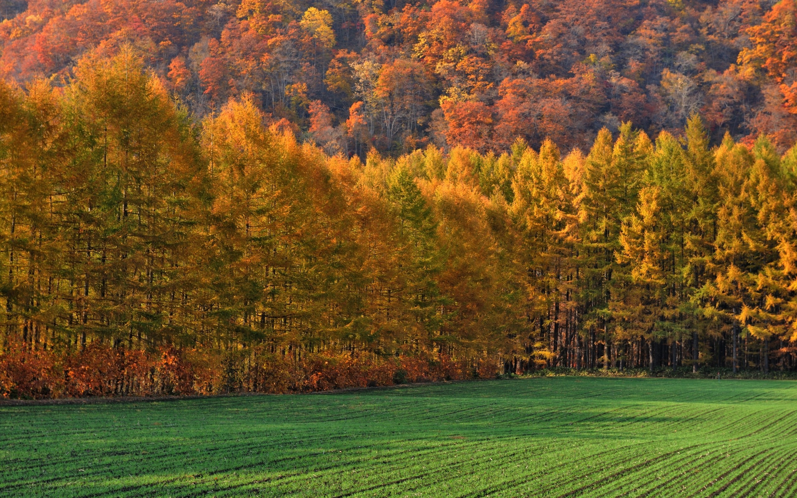 Autumn forest and green field landscape HD Wallpaper