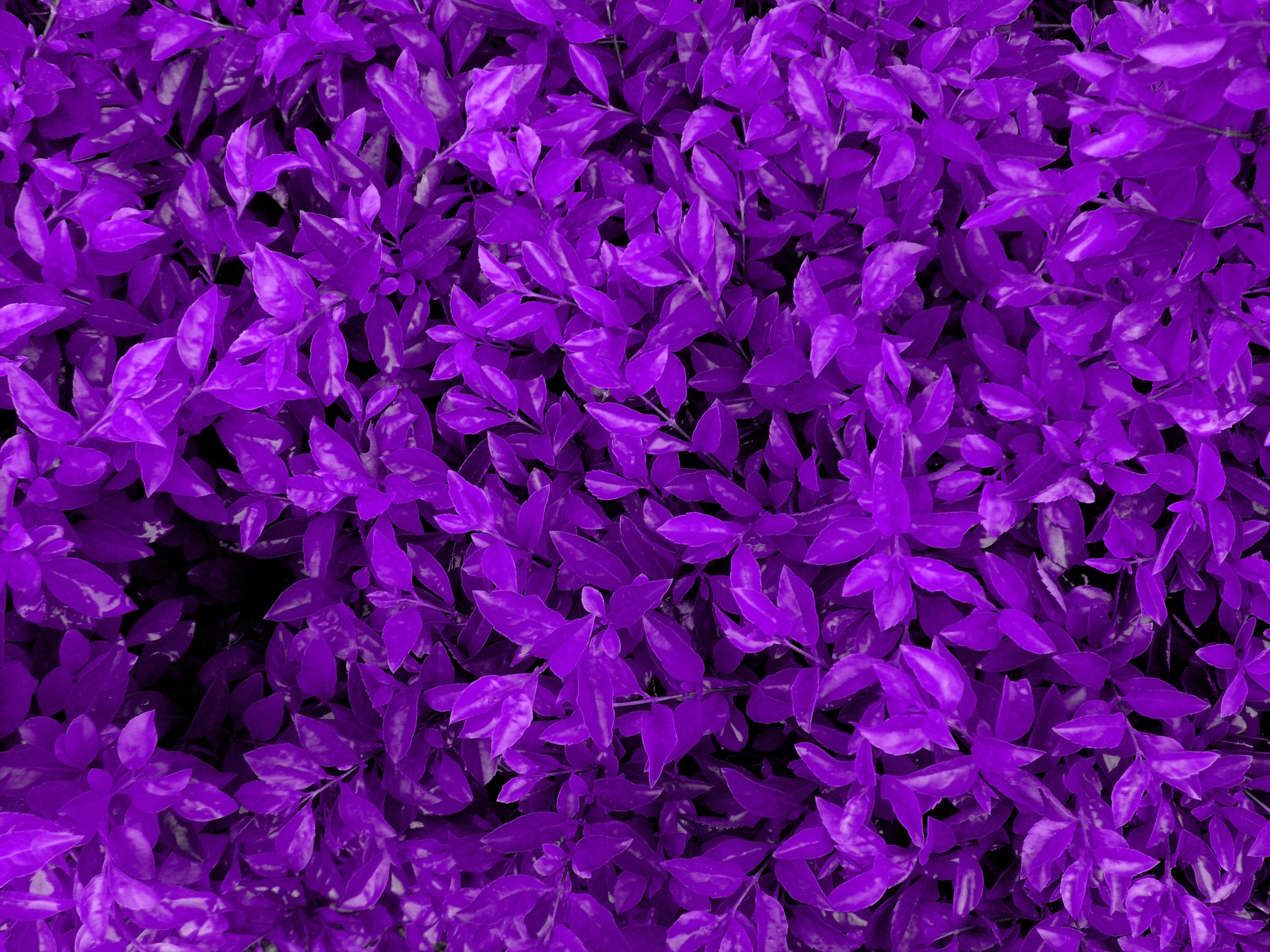Purple leaves and plants HD Wallpaper