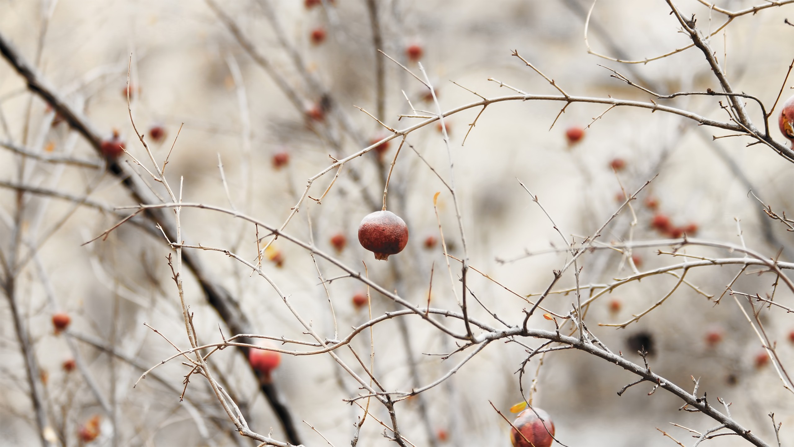 Close up of a pomegranate on a bare tree branch HD Wallpaper