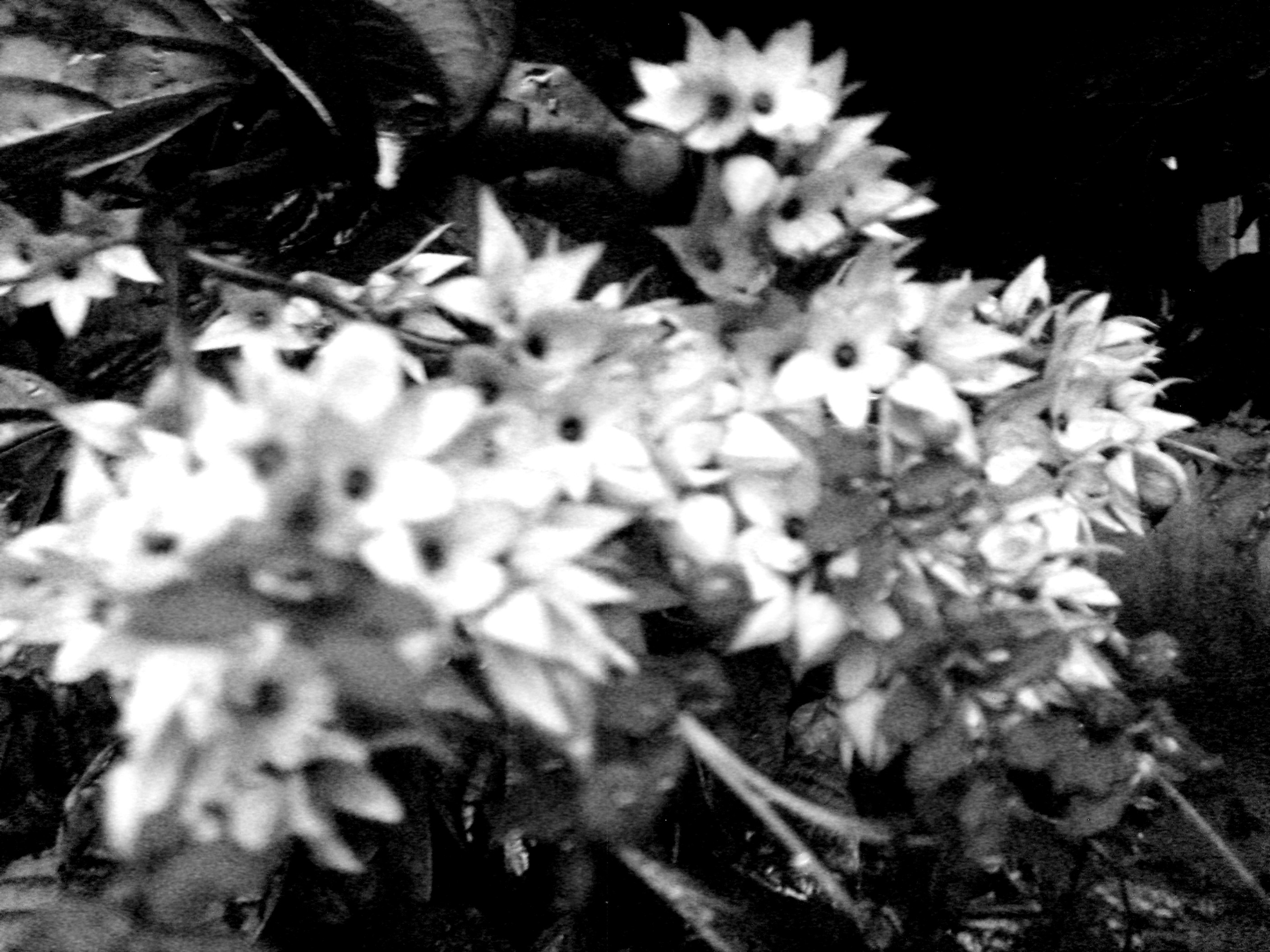 Monochrome close-up of blooming flowers on a branch HD Wallpaper