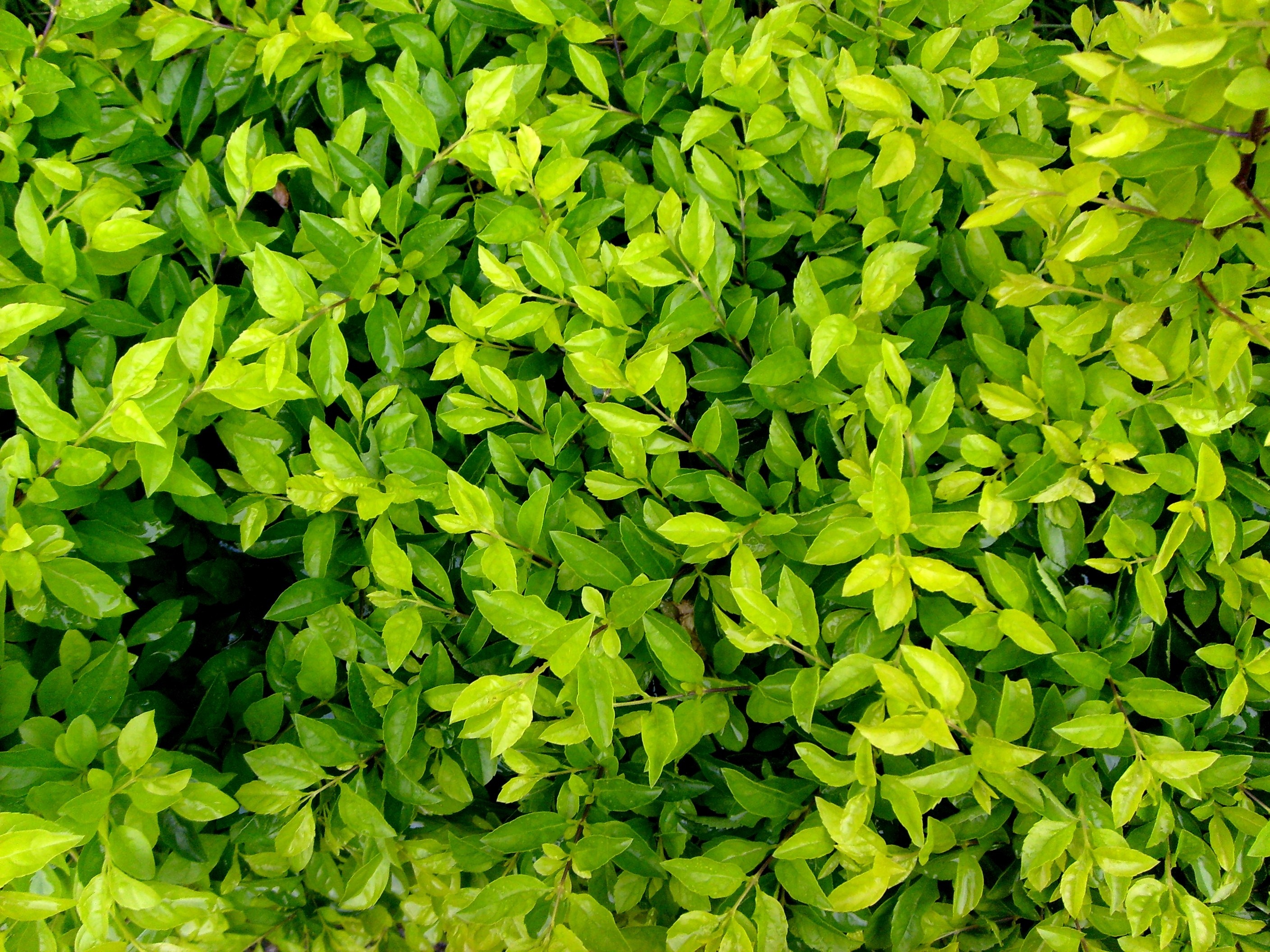 Green leaves of a dense shrub HD Wallpaper