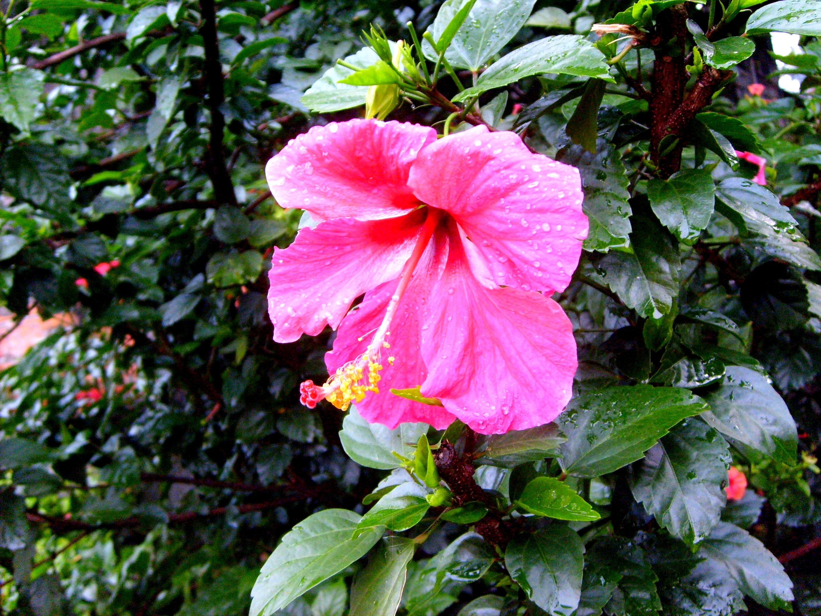 Pink hibiscus flower with water droplets on petals HD Wallpaper