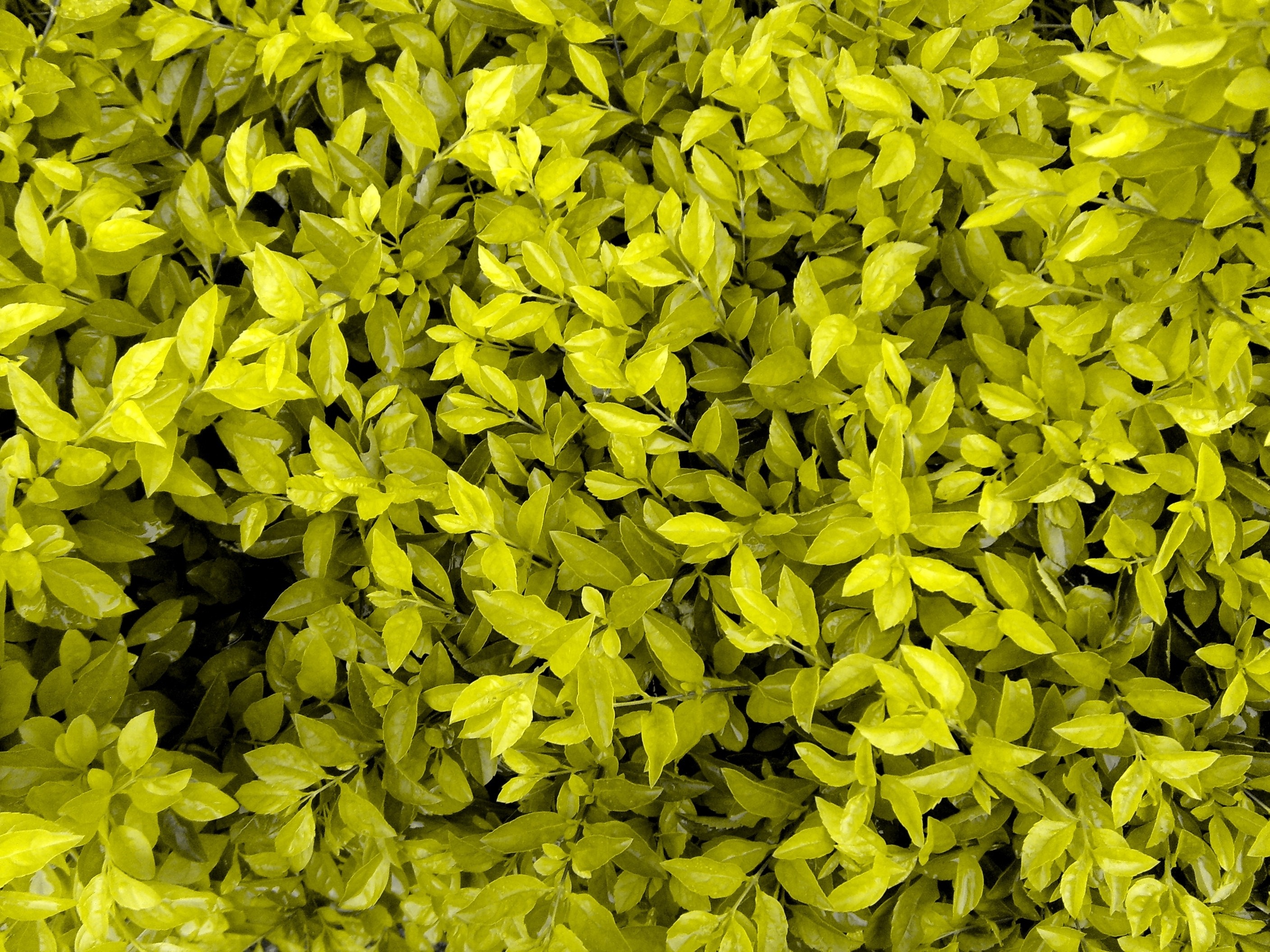 Close-up of bright yellow-green leaves of a shrub HD Wallpaper
