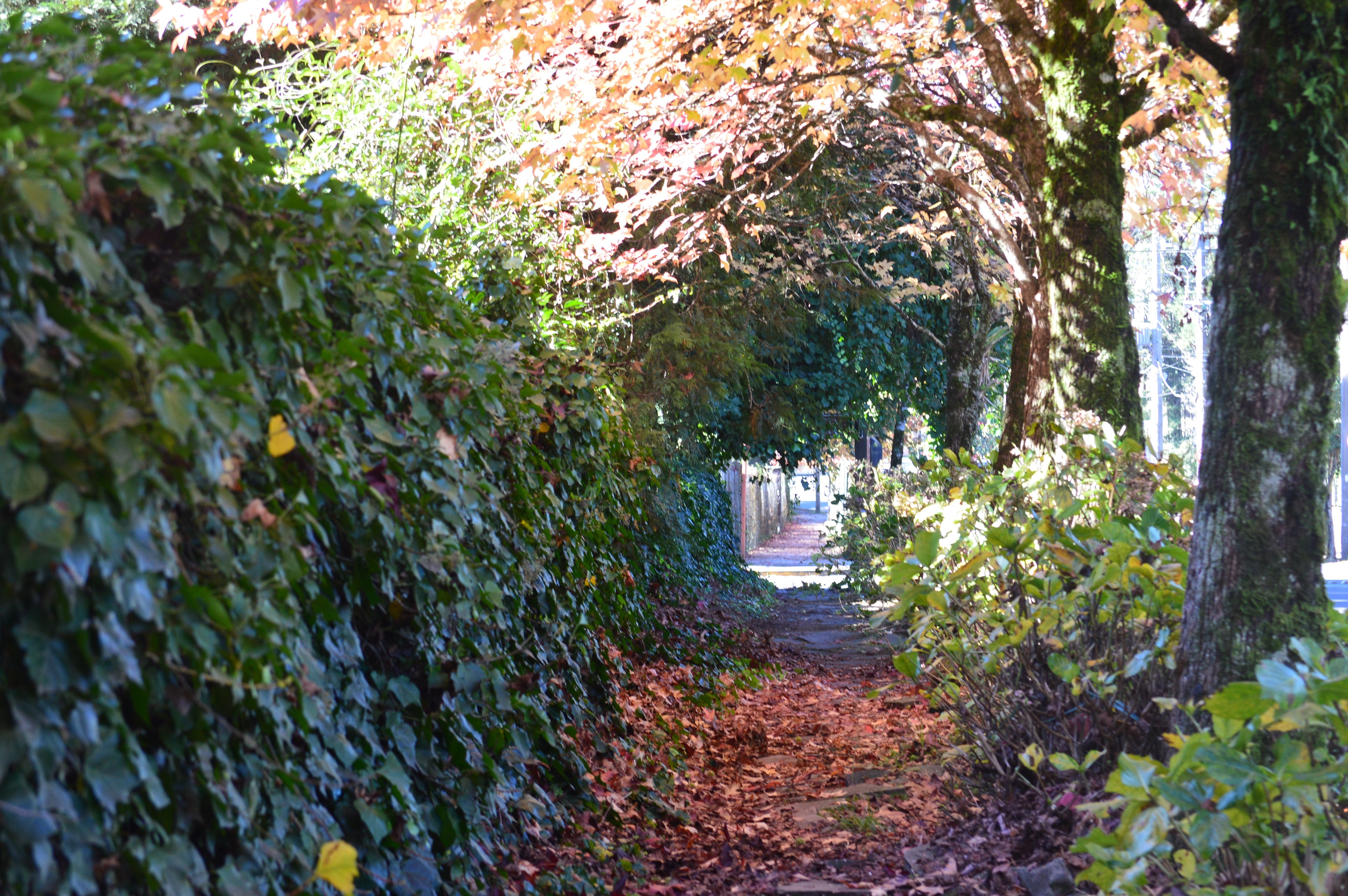Autumn path lined with ivy and trees HD Wallpaper