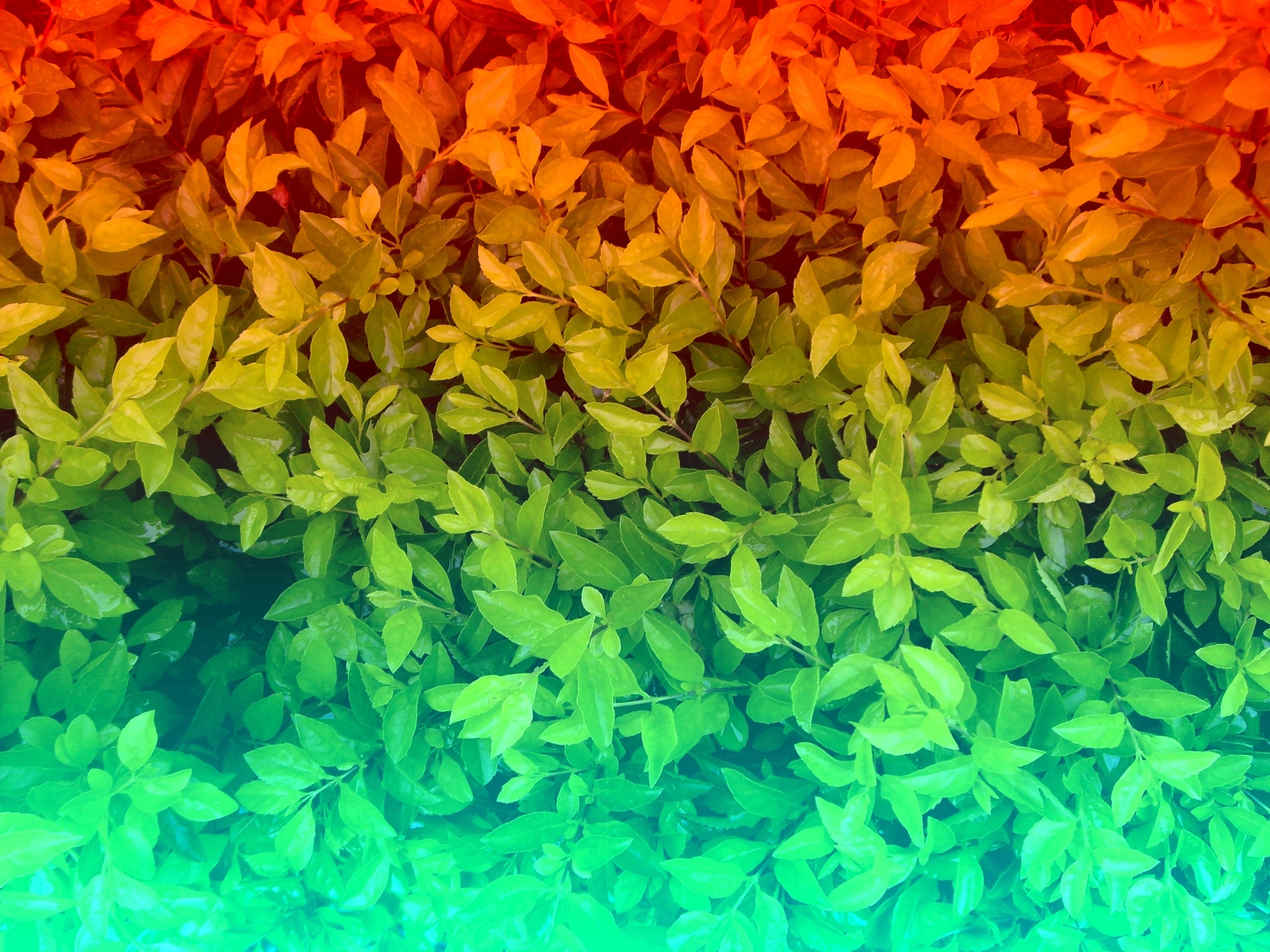 Green and yellow leaves with red and orange gradient HD Wallpaper