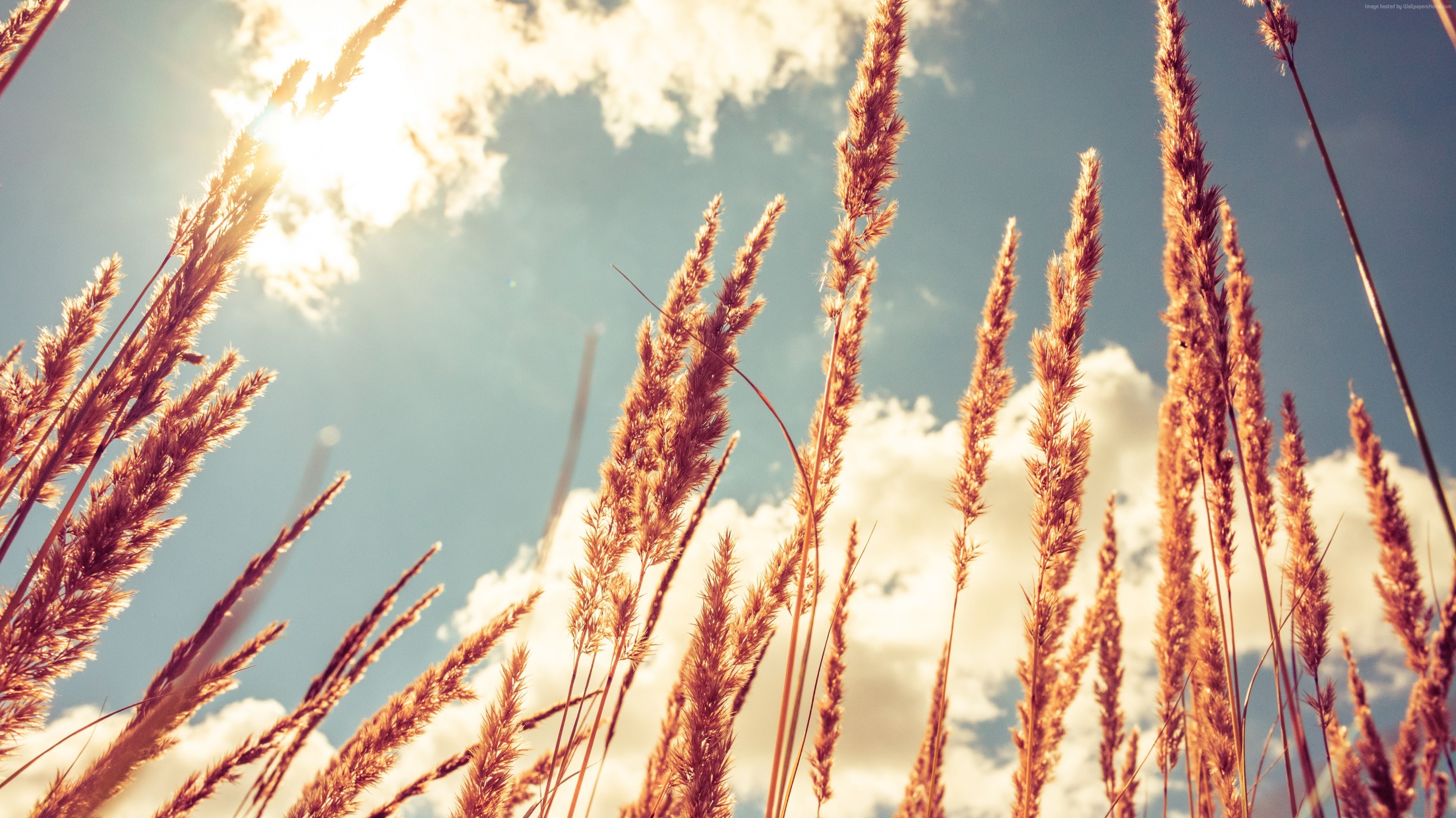 Wheat stalks against the sky HD Wallpaper