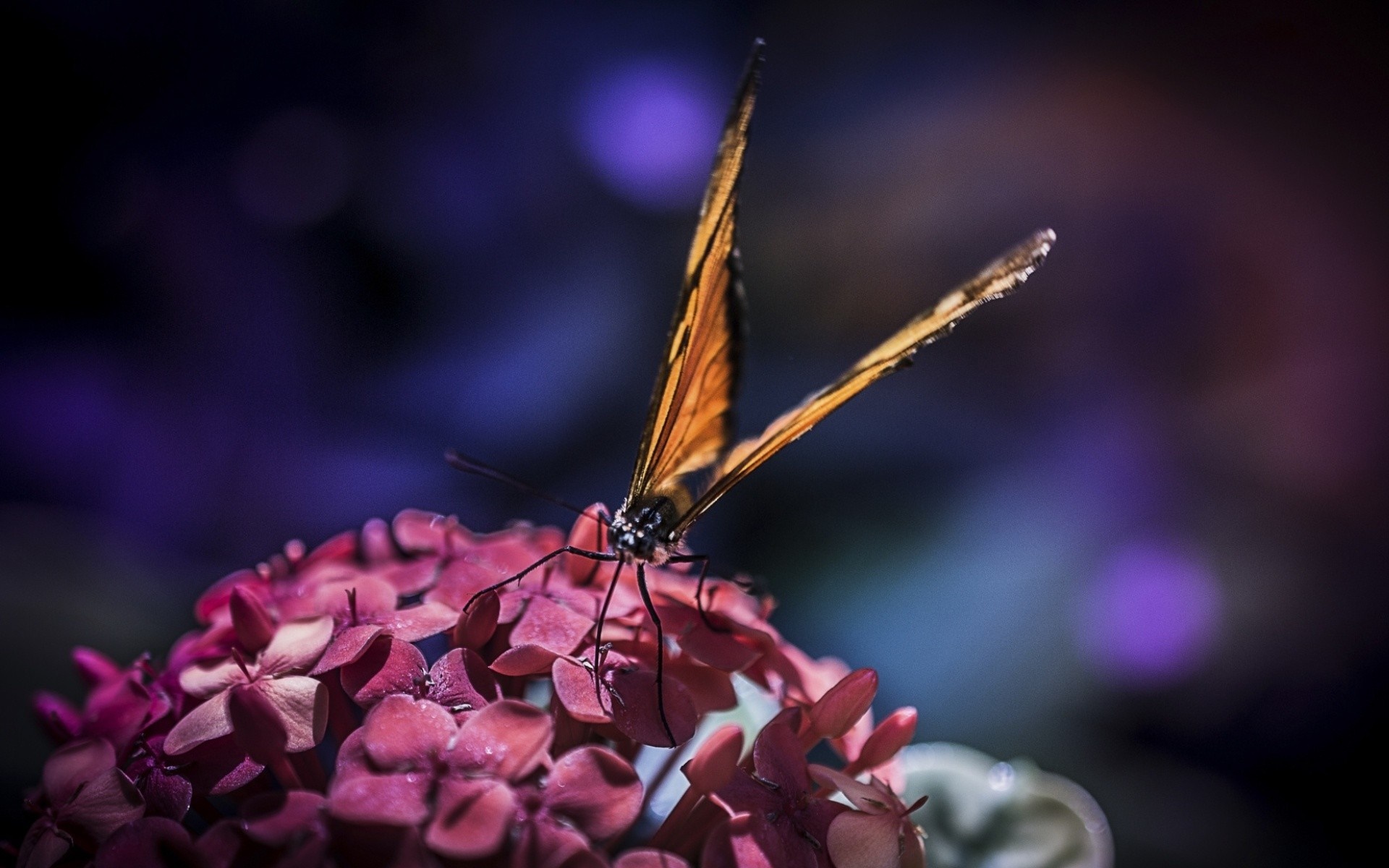 Orange butterfly on pink flowers macro photography HD Wallpaper