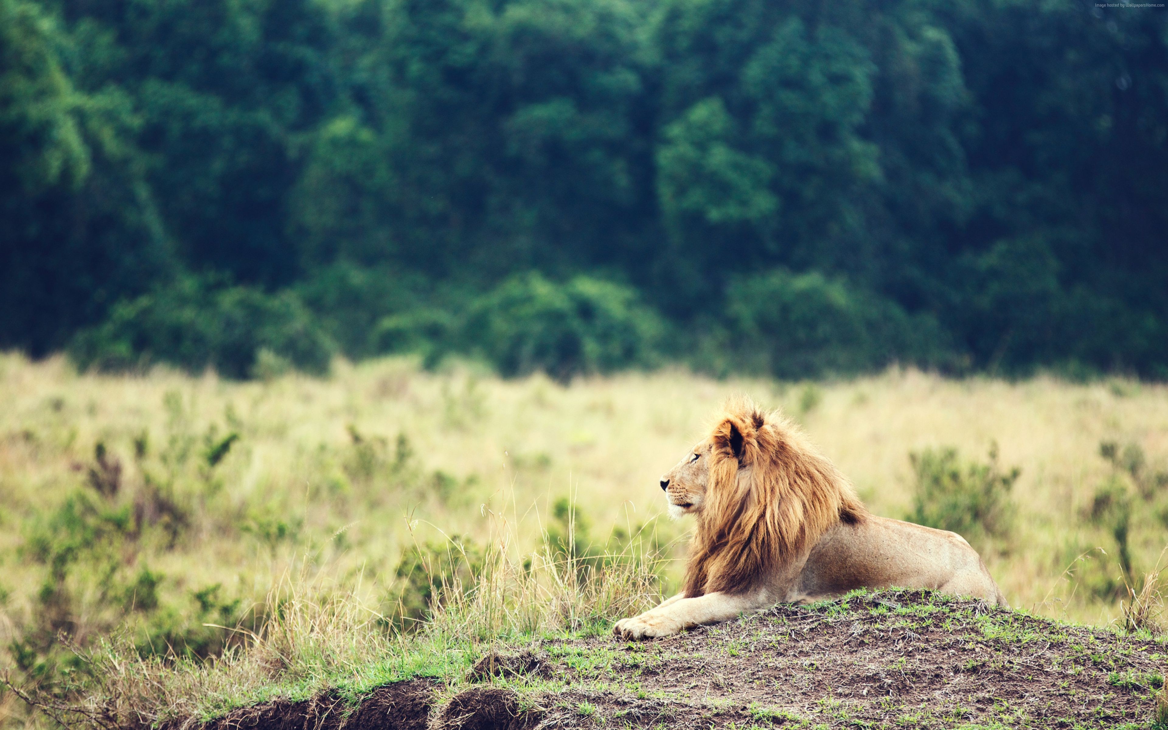 Lion resting on a grassy hill in savanna HD Wallpaper