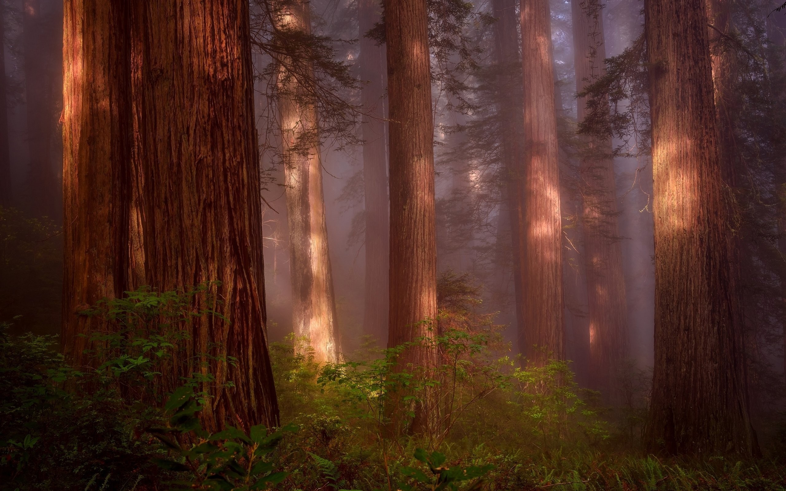 Misty redwood forest with sunlight filtering through trees HD Wallpaper