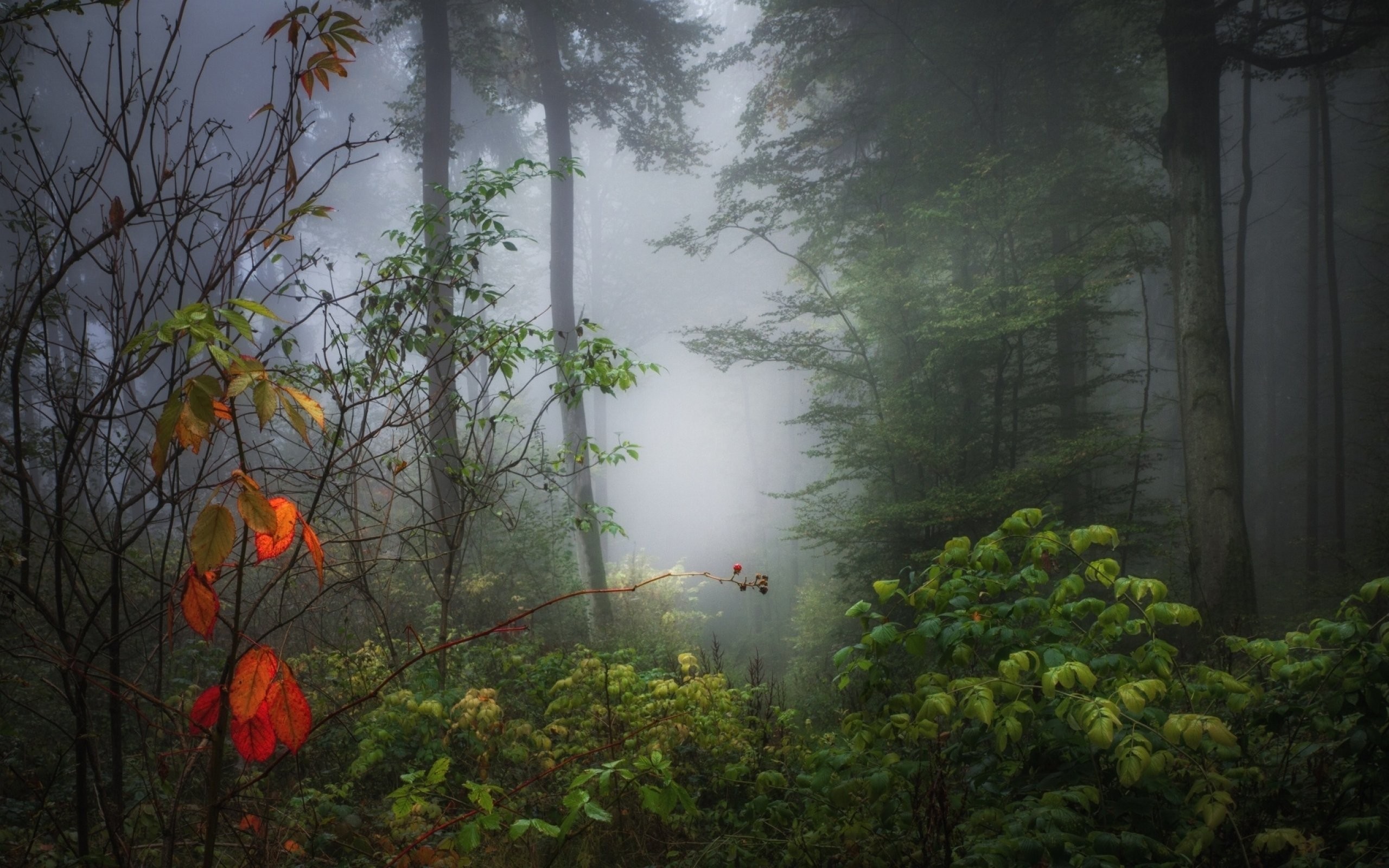 Misty forest with autumn leaves and green foliage HD Wallpaper