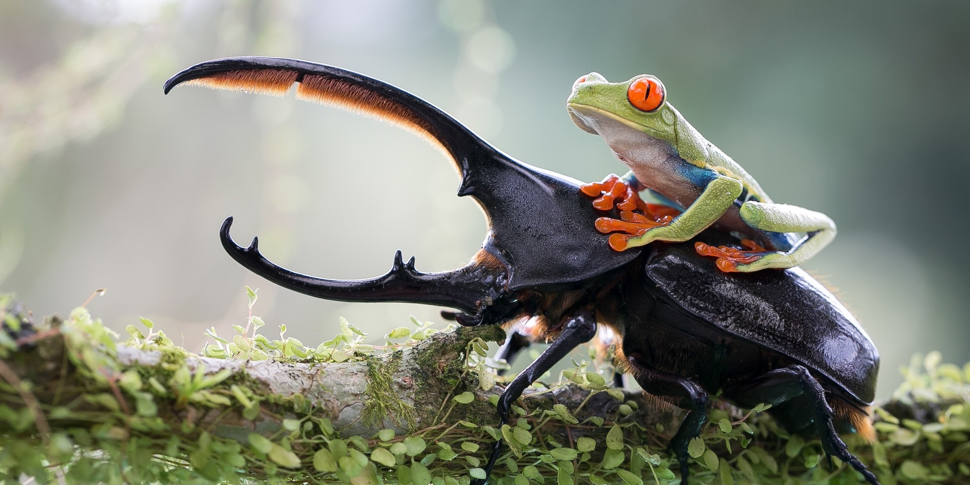Red-eyed tree frog riding a rhinoceros beetle HD Wallpaper
