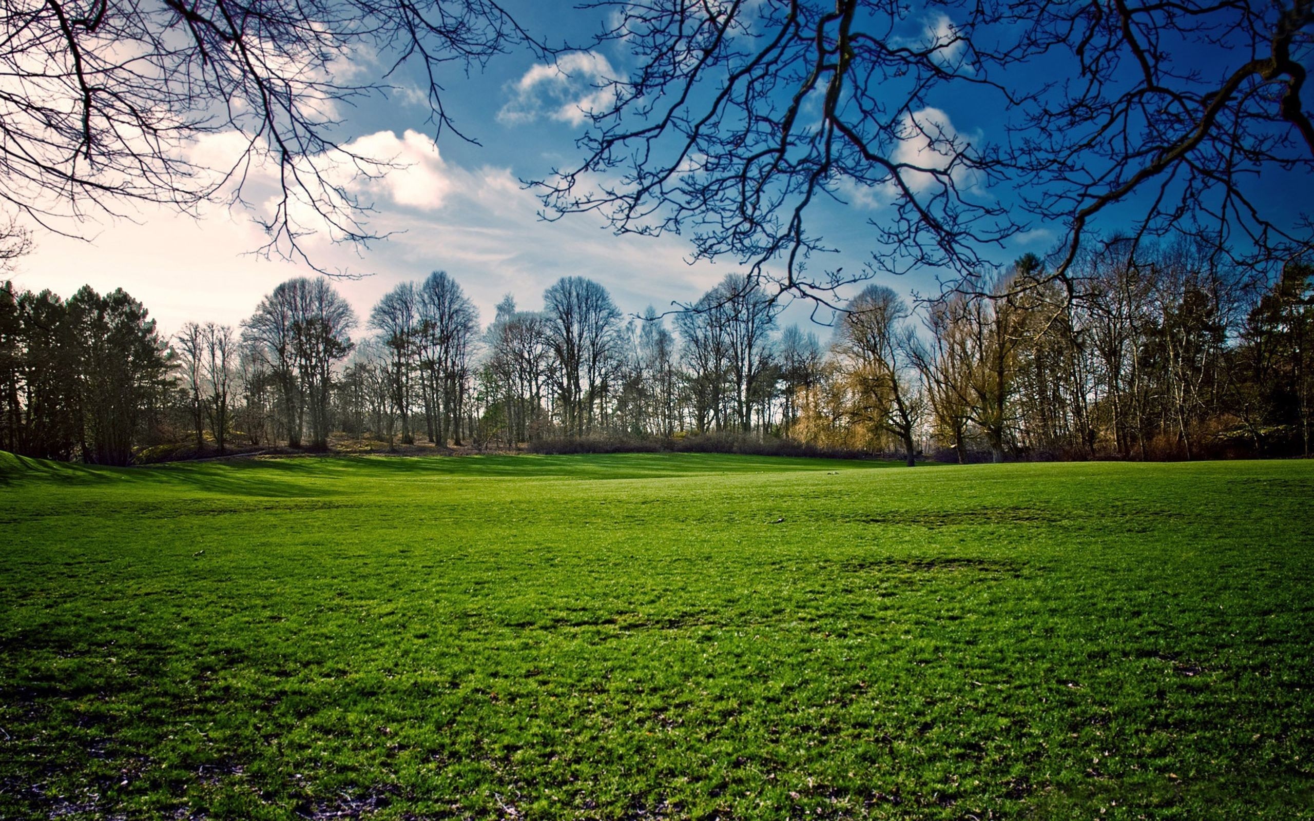 Green field with trees and blue sky HD Wallpaper