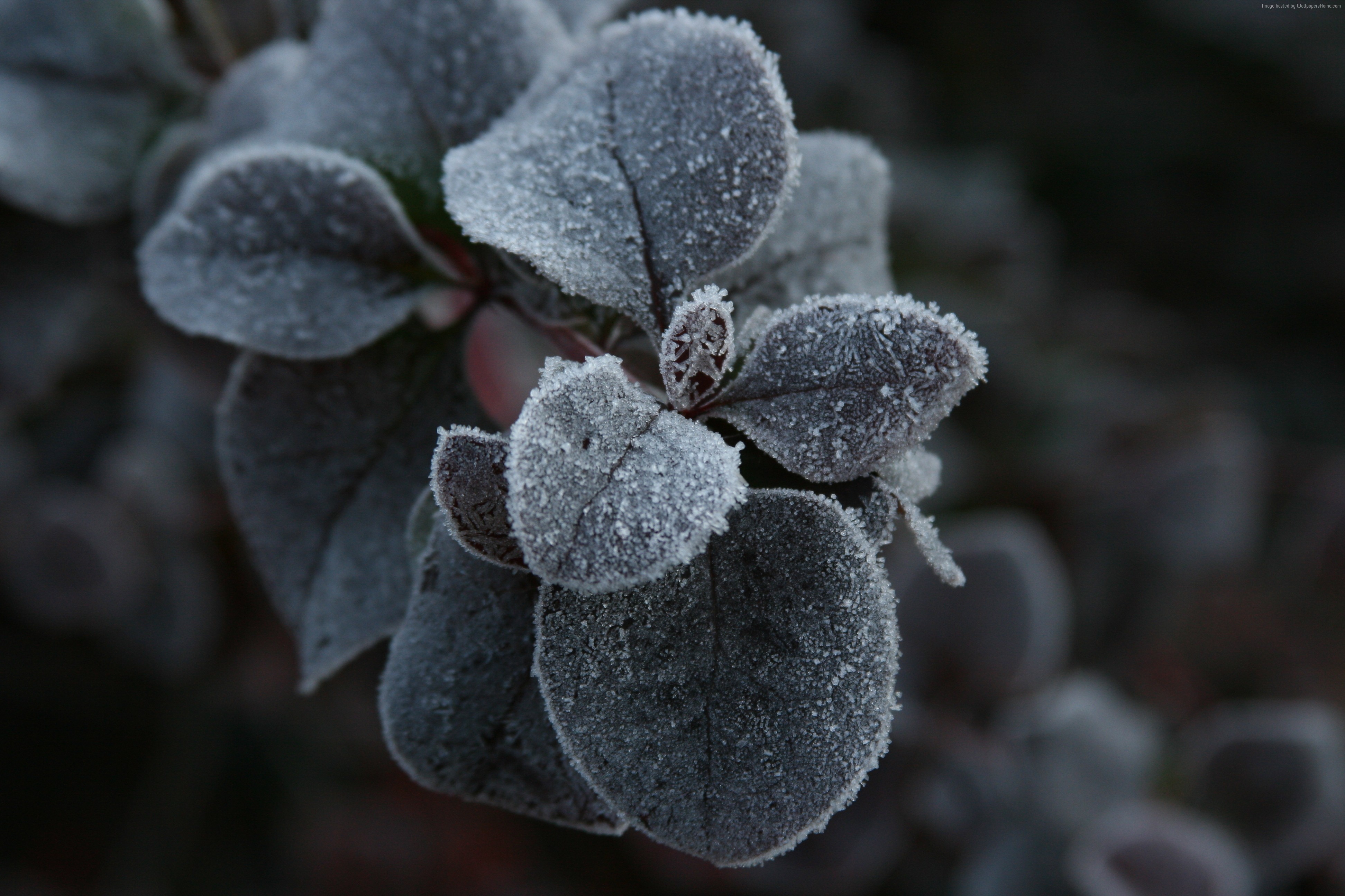 Frost on leaves HD Wallpaper