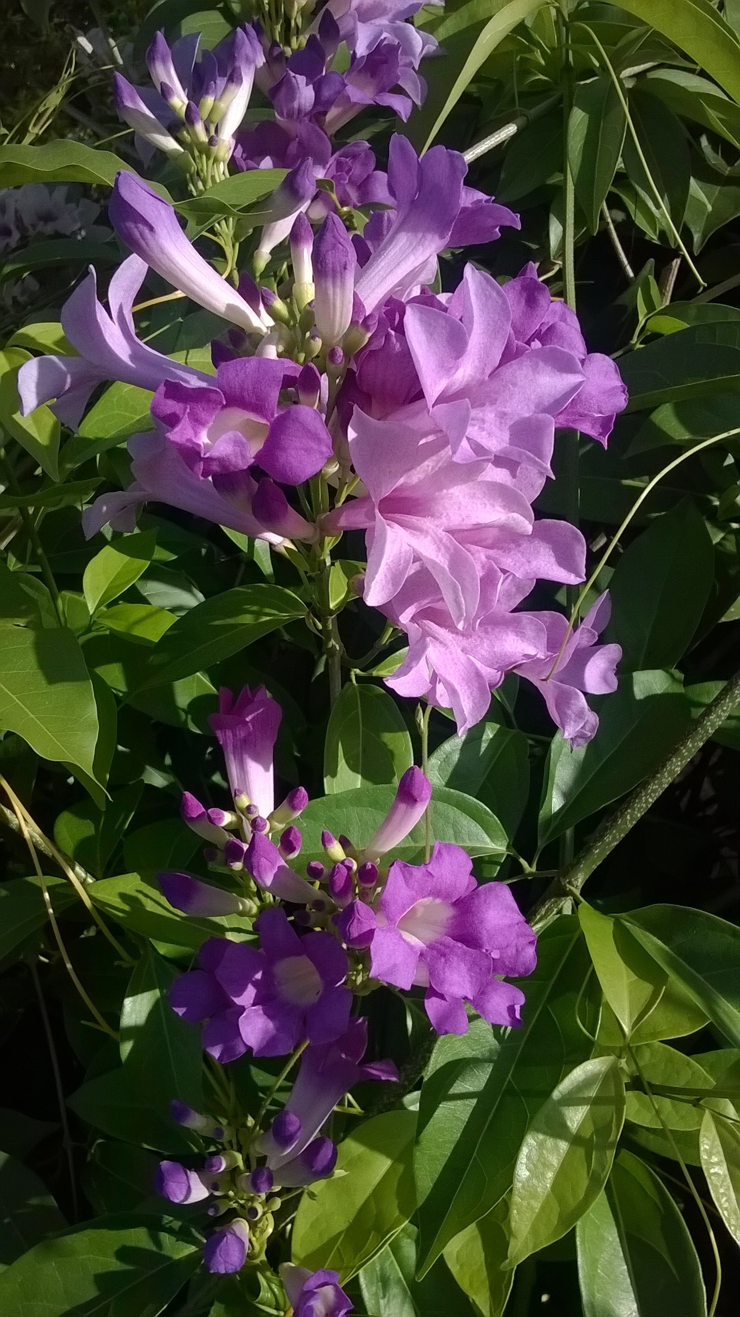 Purple garlic vine flowers blooming on a green vine HD Wallpaper