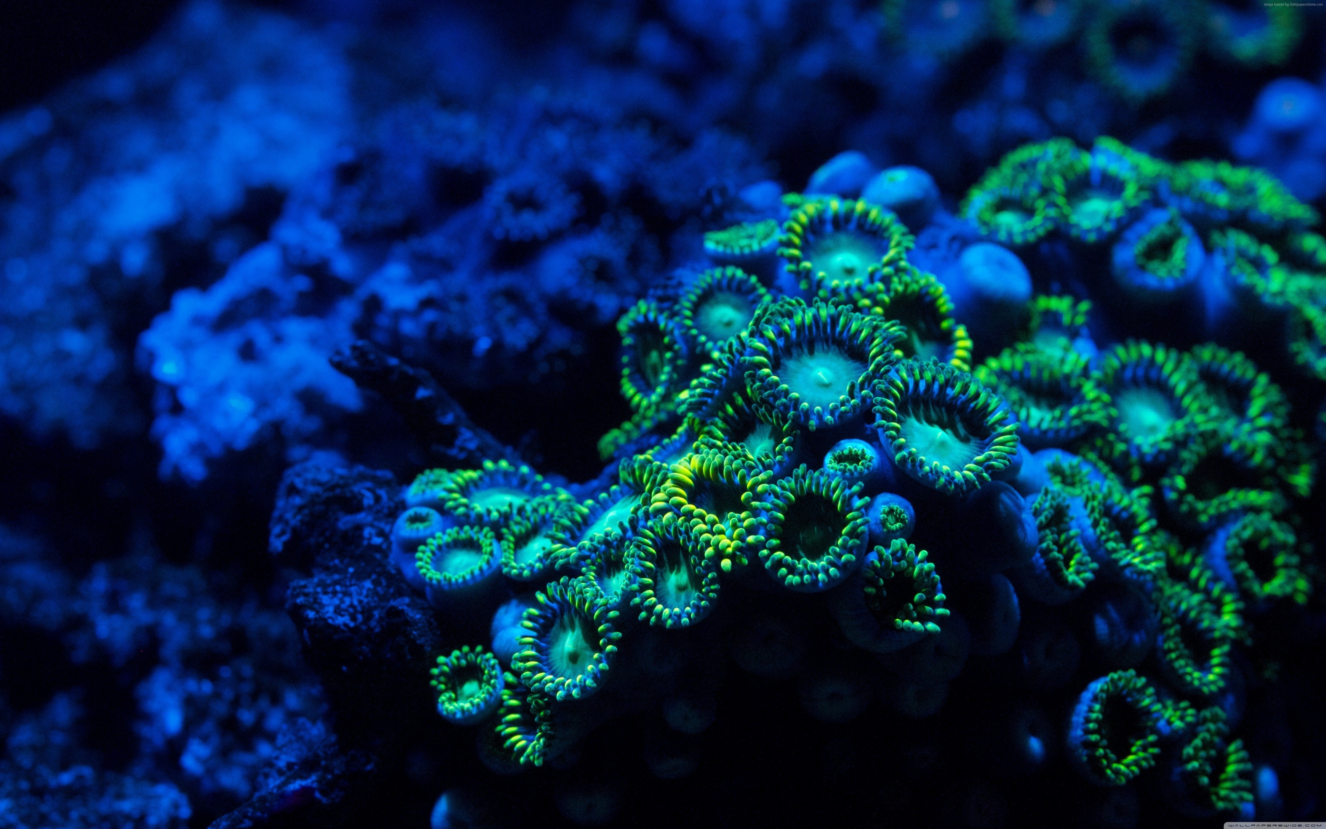 Close-up of green and blue zoanthids underwater HD Wallpaper
