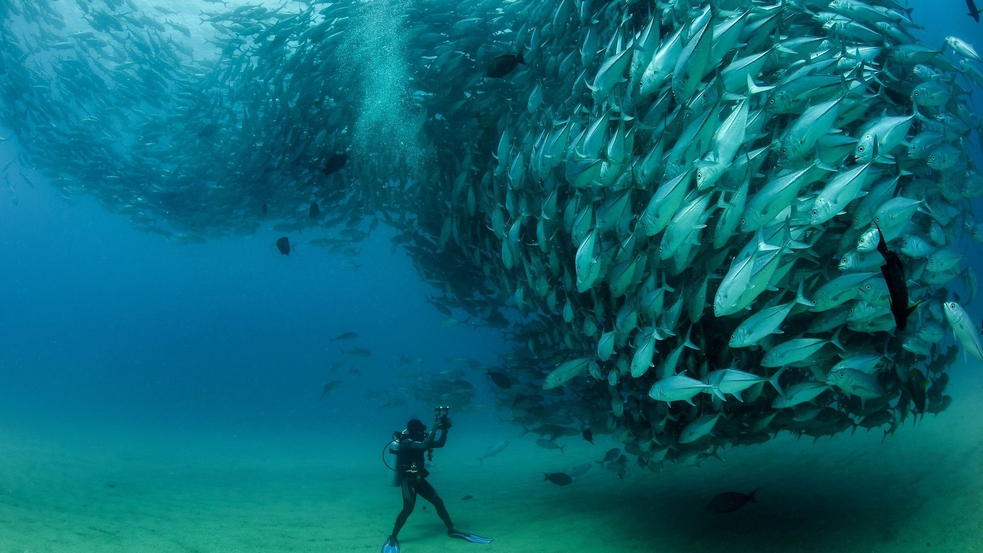 Scuba diver photographing a large school of fish underwater HD Wallpaper