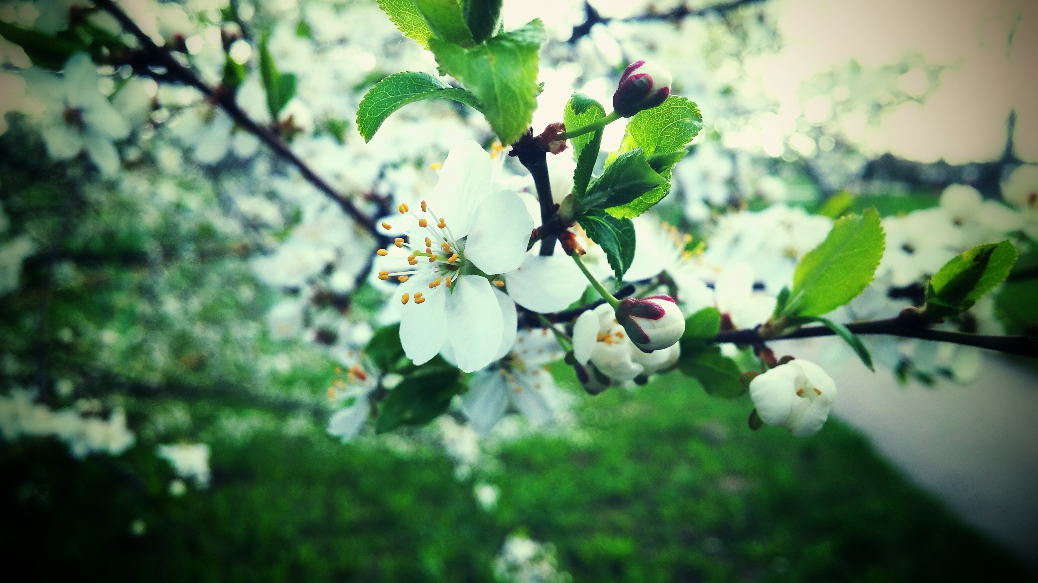 White cherry blossoms on a branch in spring HD Wallpaper
