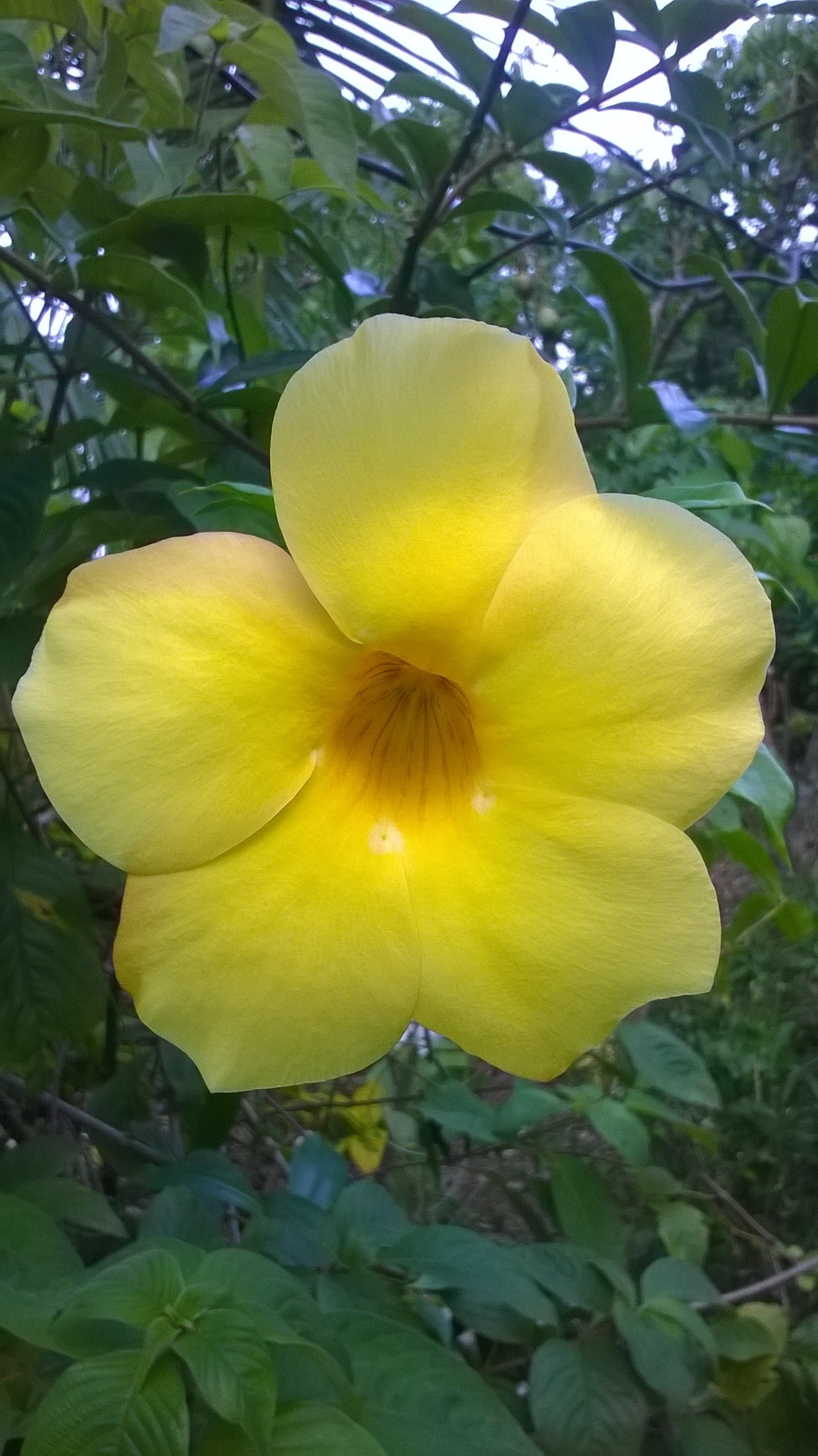 Yellow Allamanda flower in nature HD Wallpaper