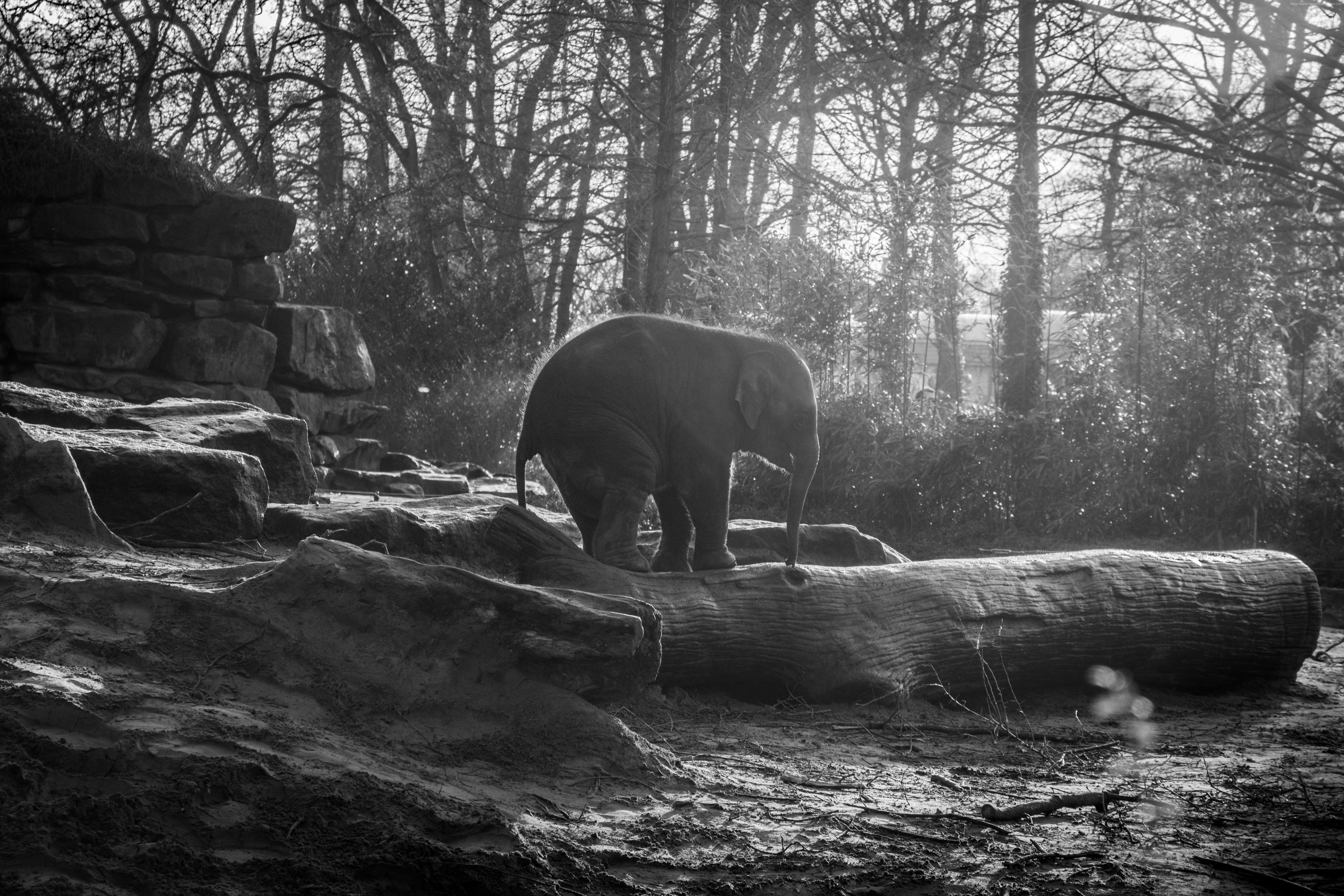 Baby elephant on a log in a forest HD Wallpaper