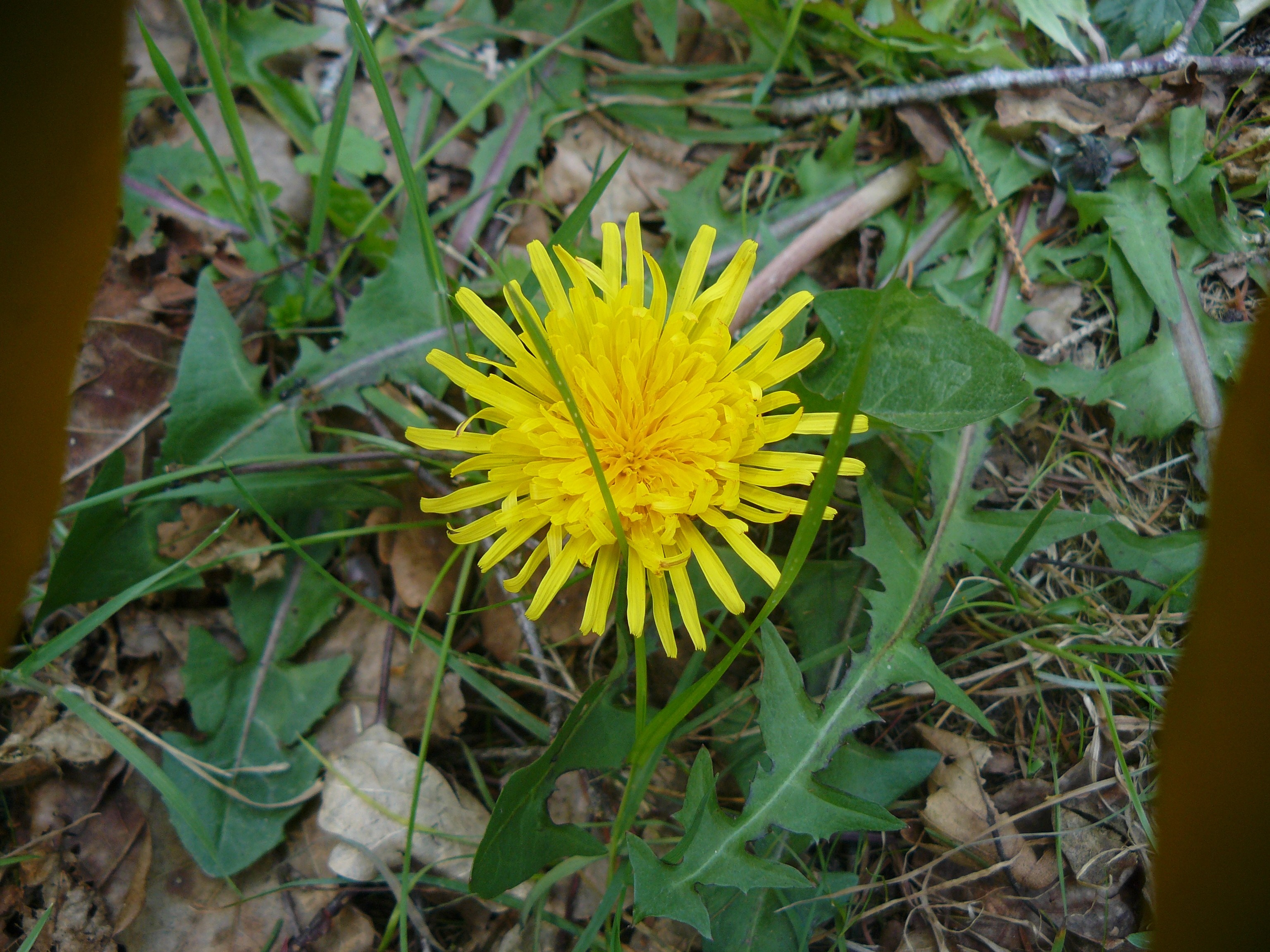 Yellow dandelion flower in green grass and fallen leaves HD Wallpaper