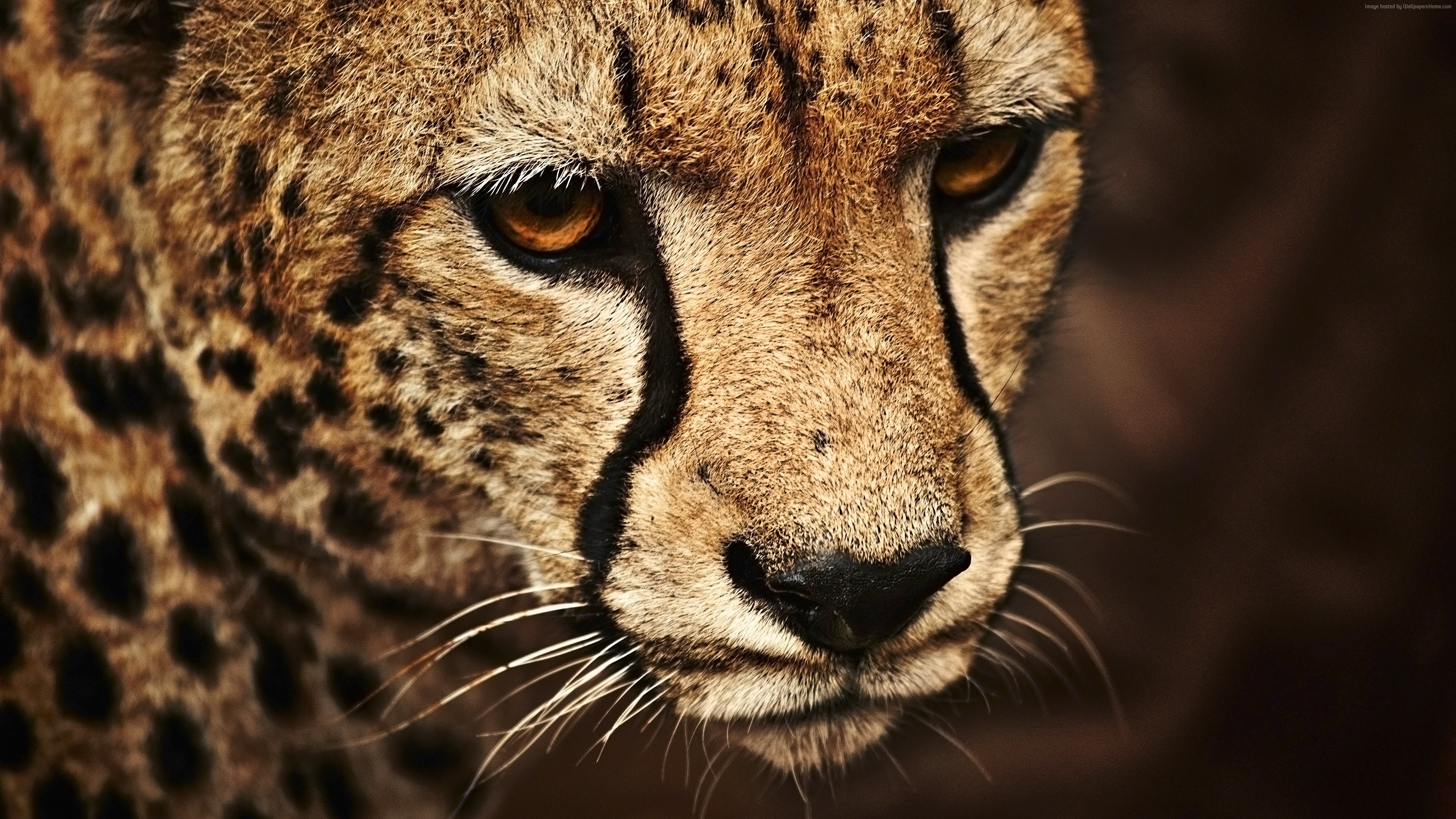 Close-up of a Cheetah's Face HD Wallpaper