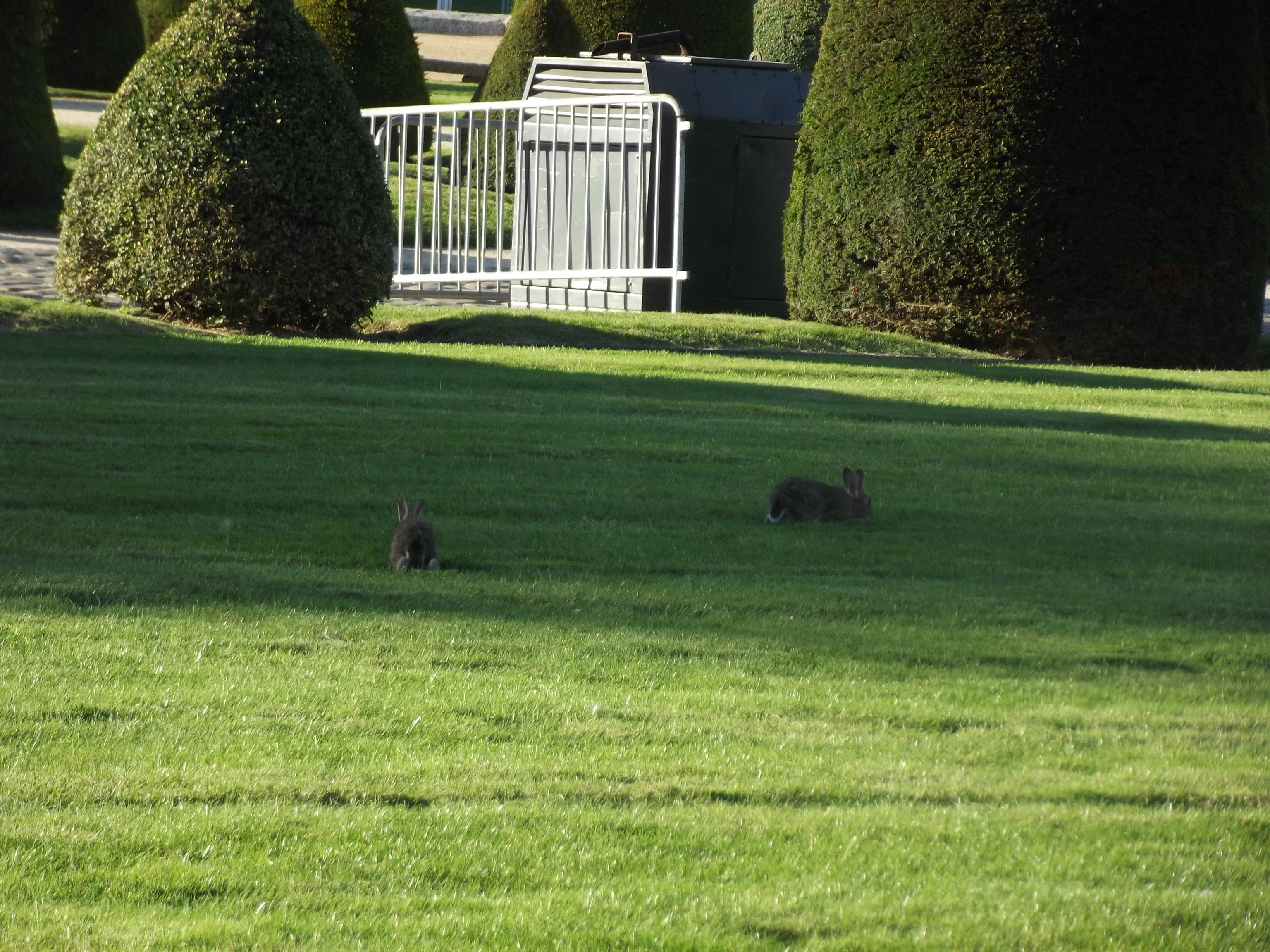 Two rabbits on a green lawn with manicured bushes and a fence HD Wallpaper