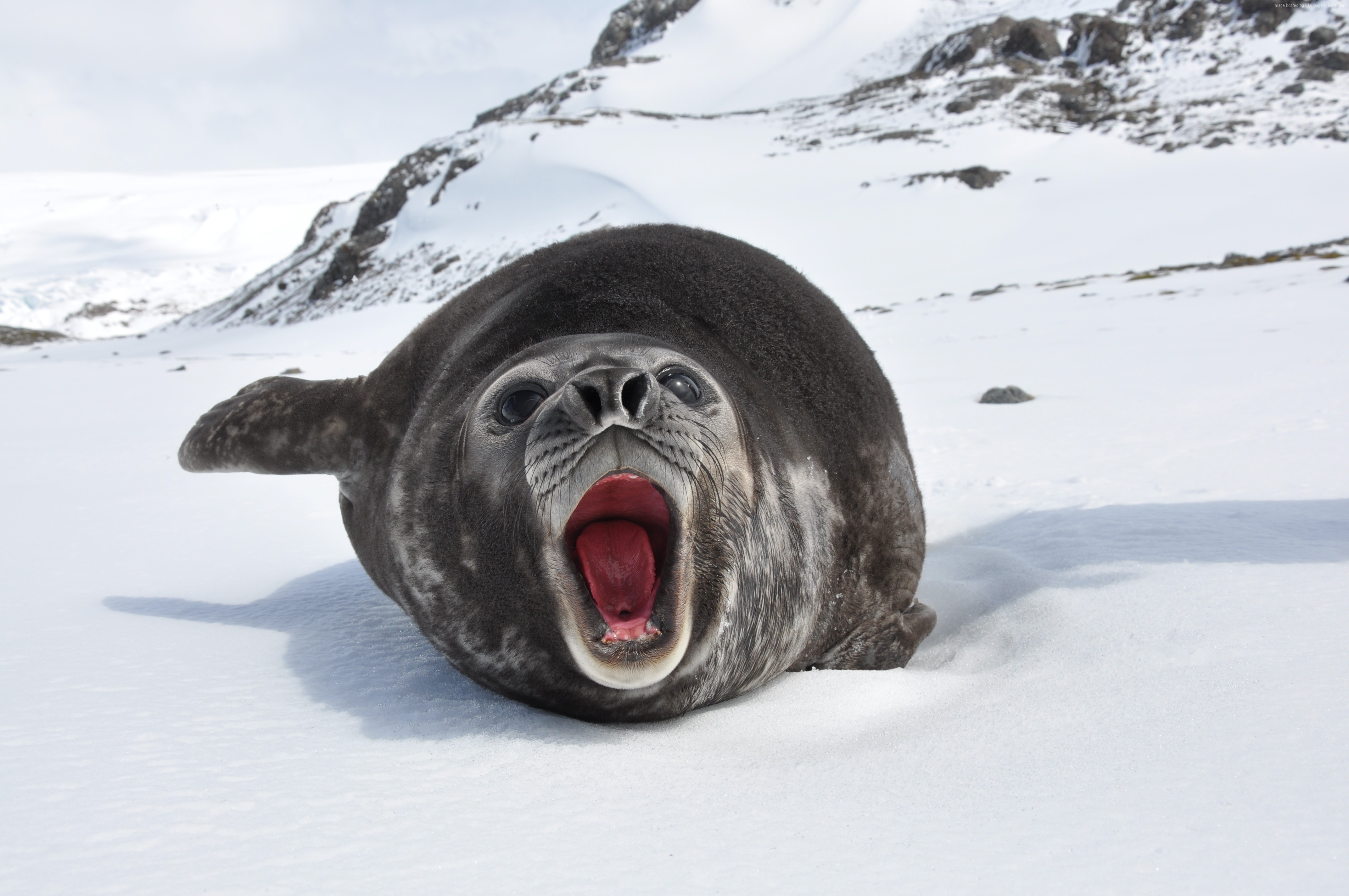 snow, cute animals, Sea ​​elephant HD Wallpaper