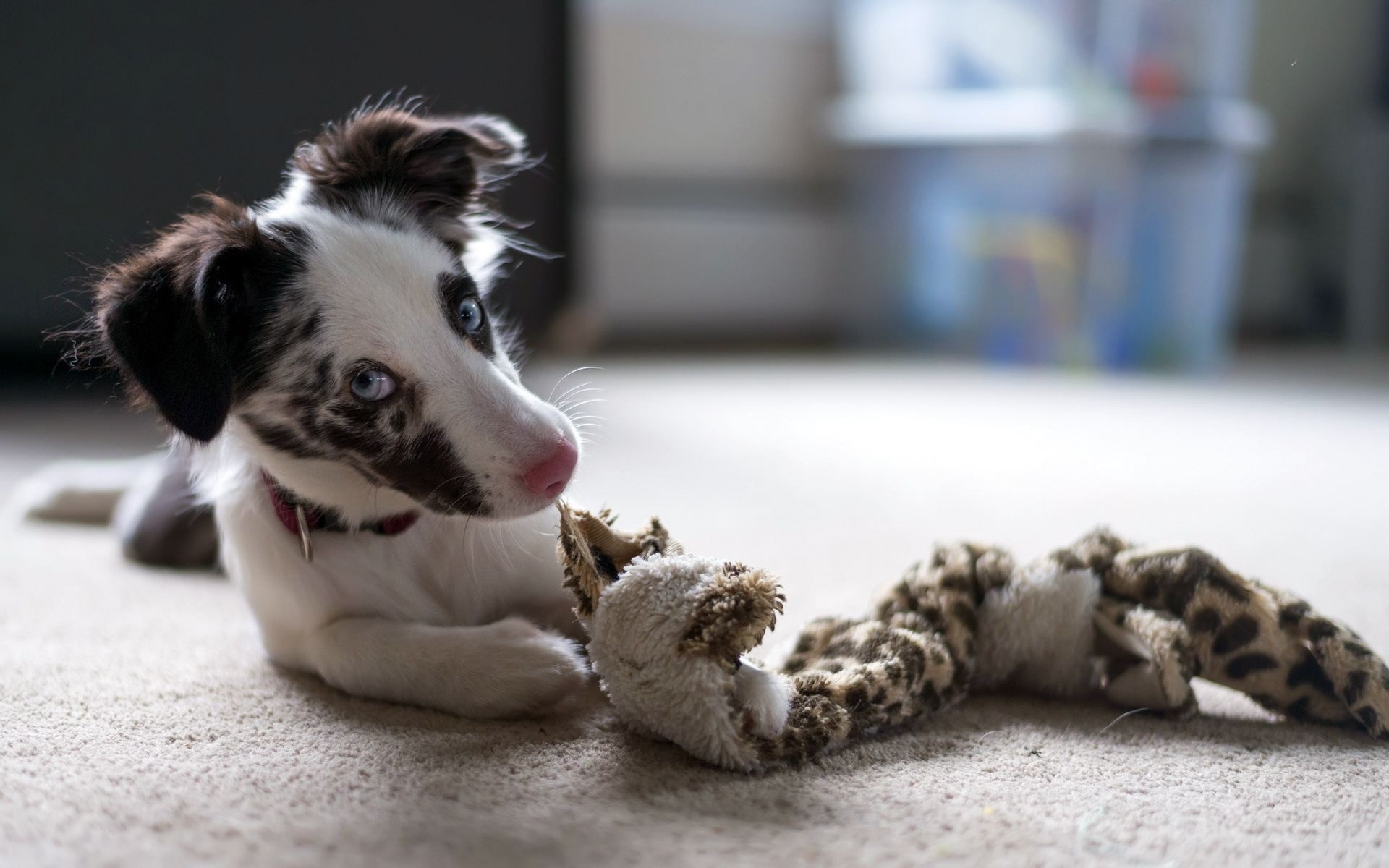 Border Collie puppy playing with a toy HD Wallpaper