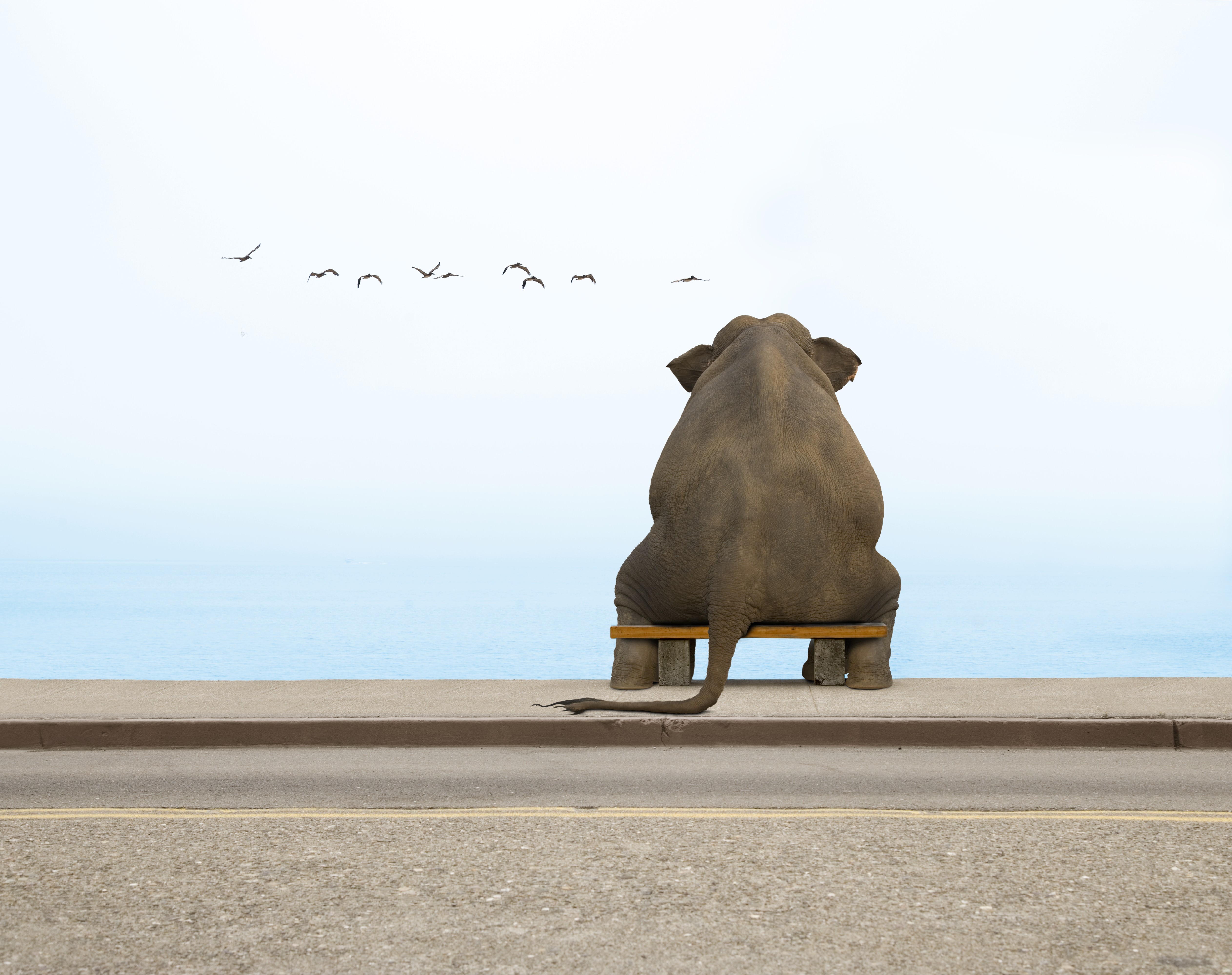Elephant sitting on a bench by the sea HD Wallpaper