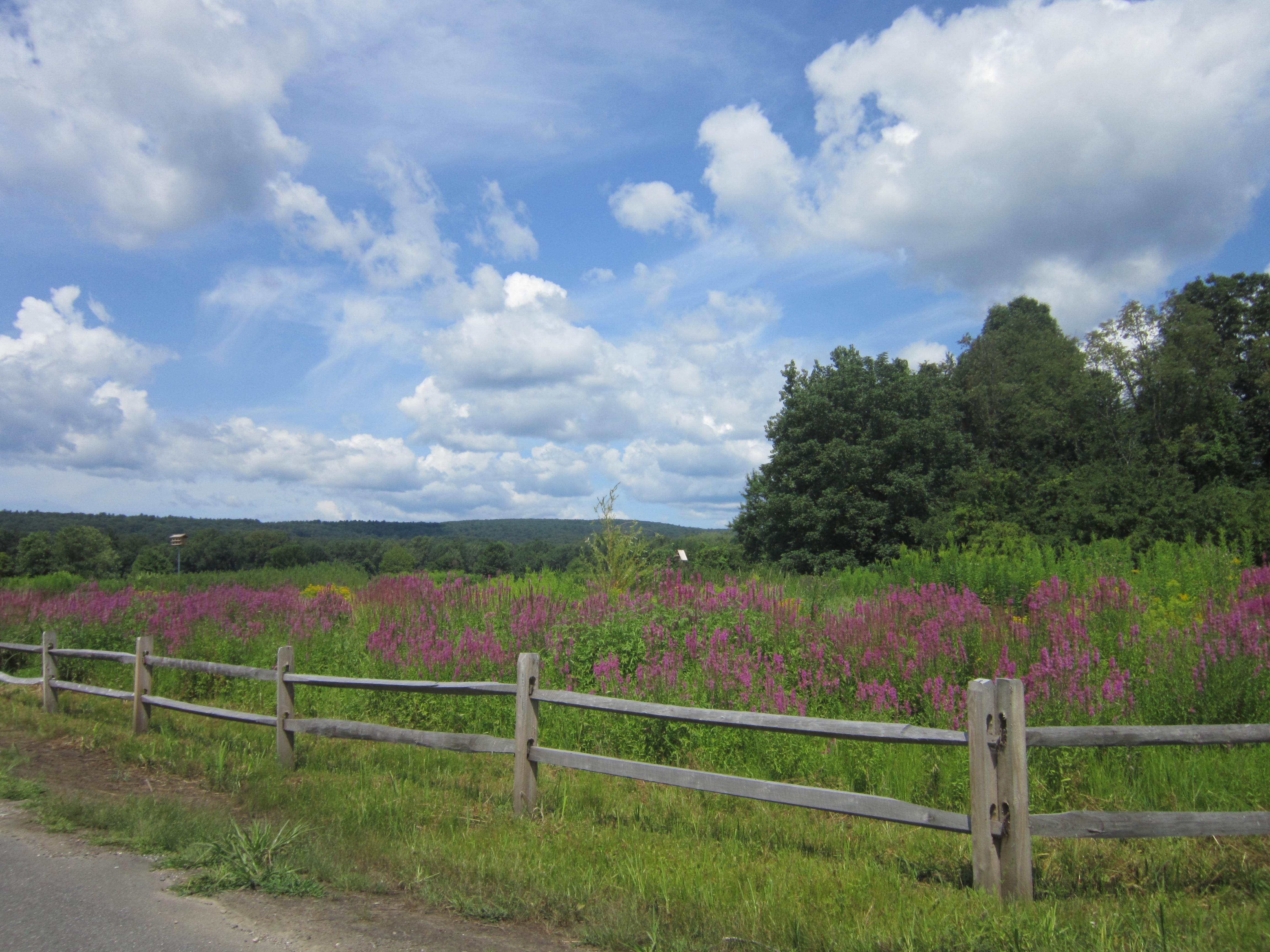 Wooden fence in front of a field of purple flowers and trees HD Wallpaper