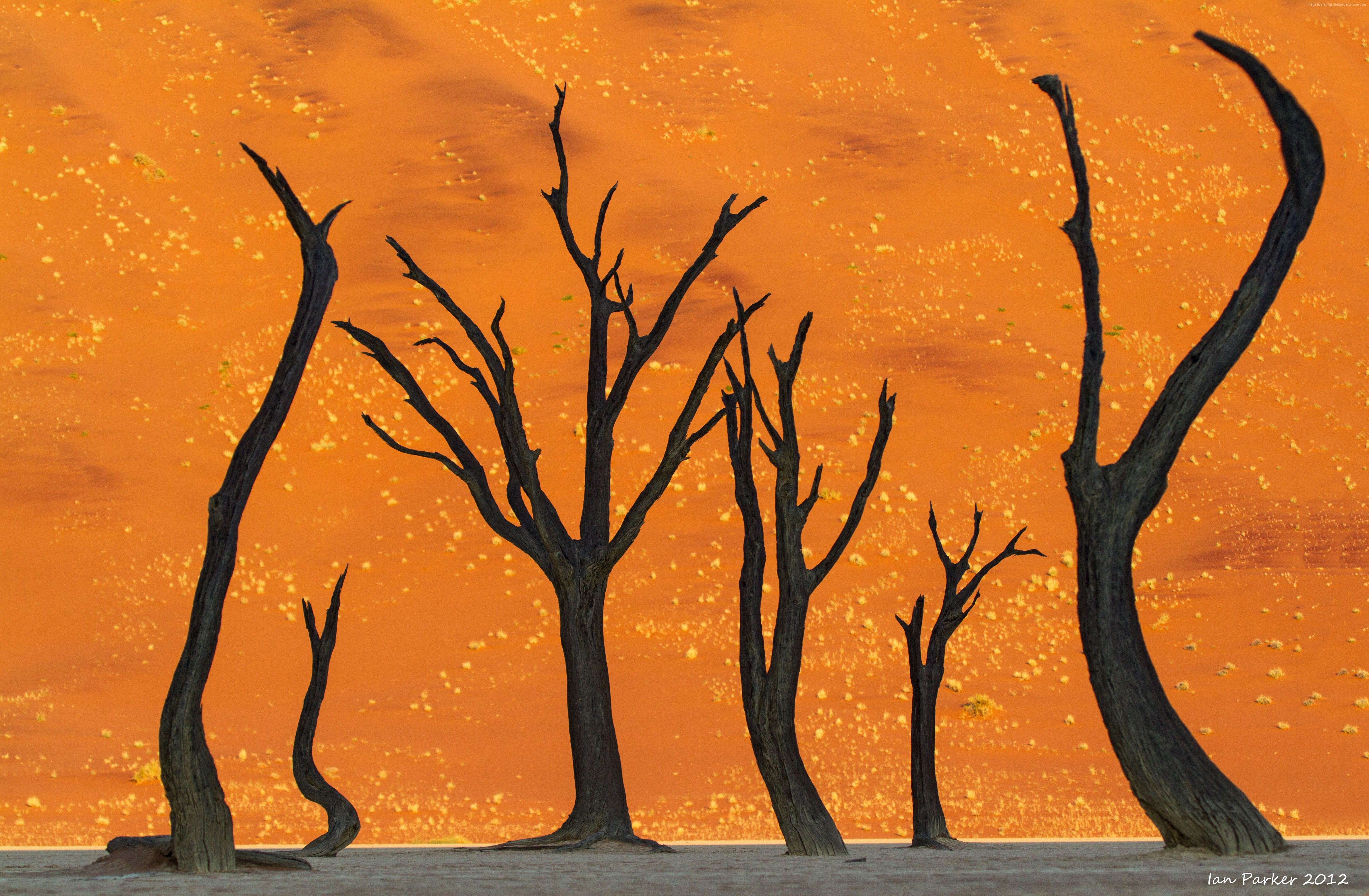 Dead Camel Thorn Trees in Namibian Desert HD Wallpaper