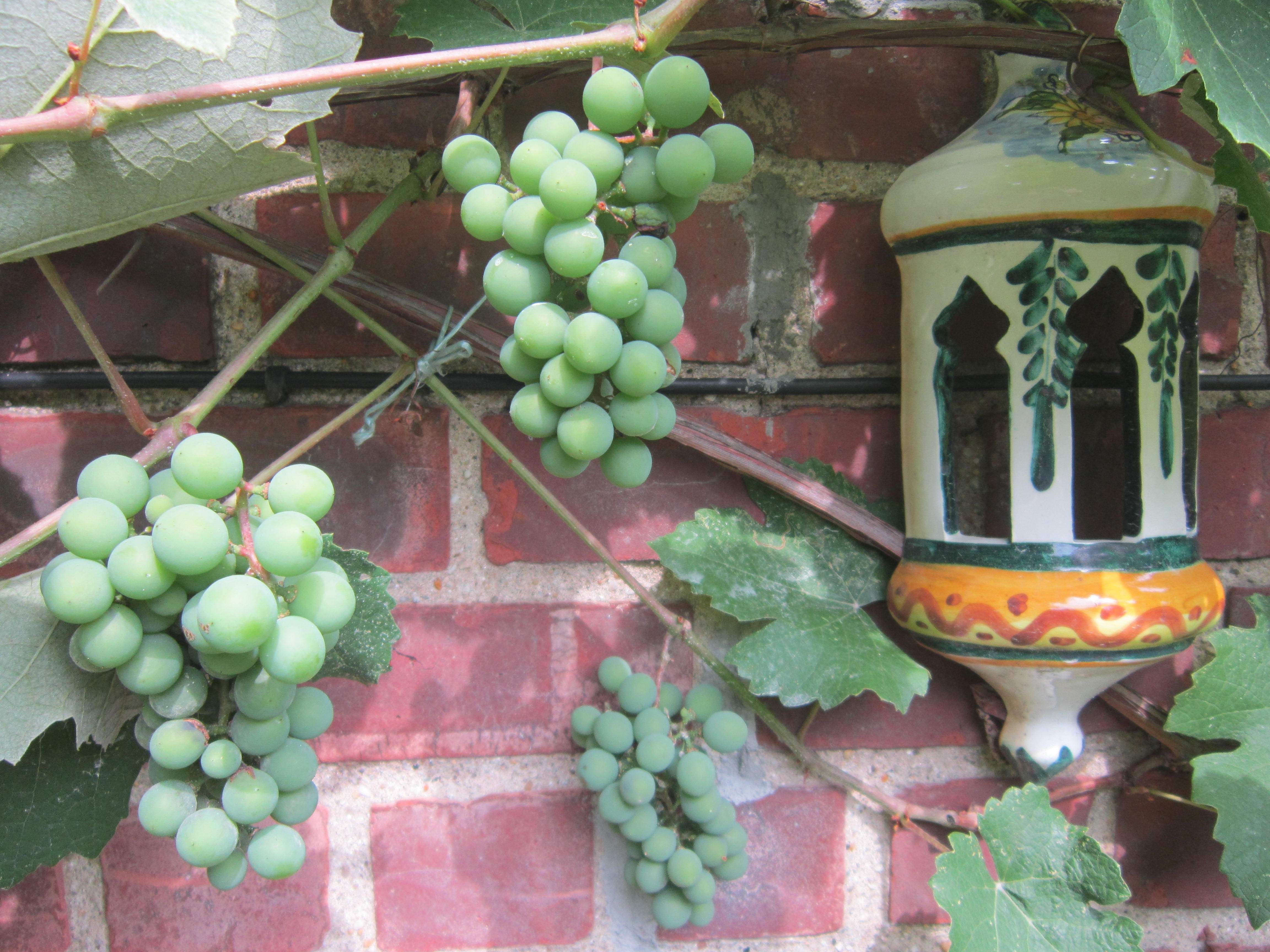 Green grapes growing on a vine next to a ceramic lantern HD Wallpaper