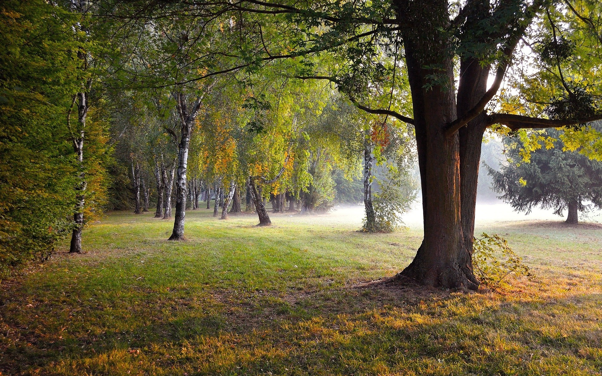 Sunlight filtering through trees in a park during autumn HD Wallpaper